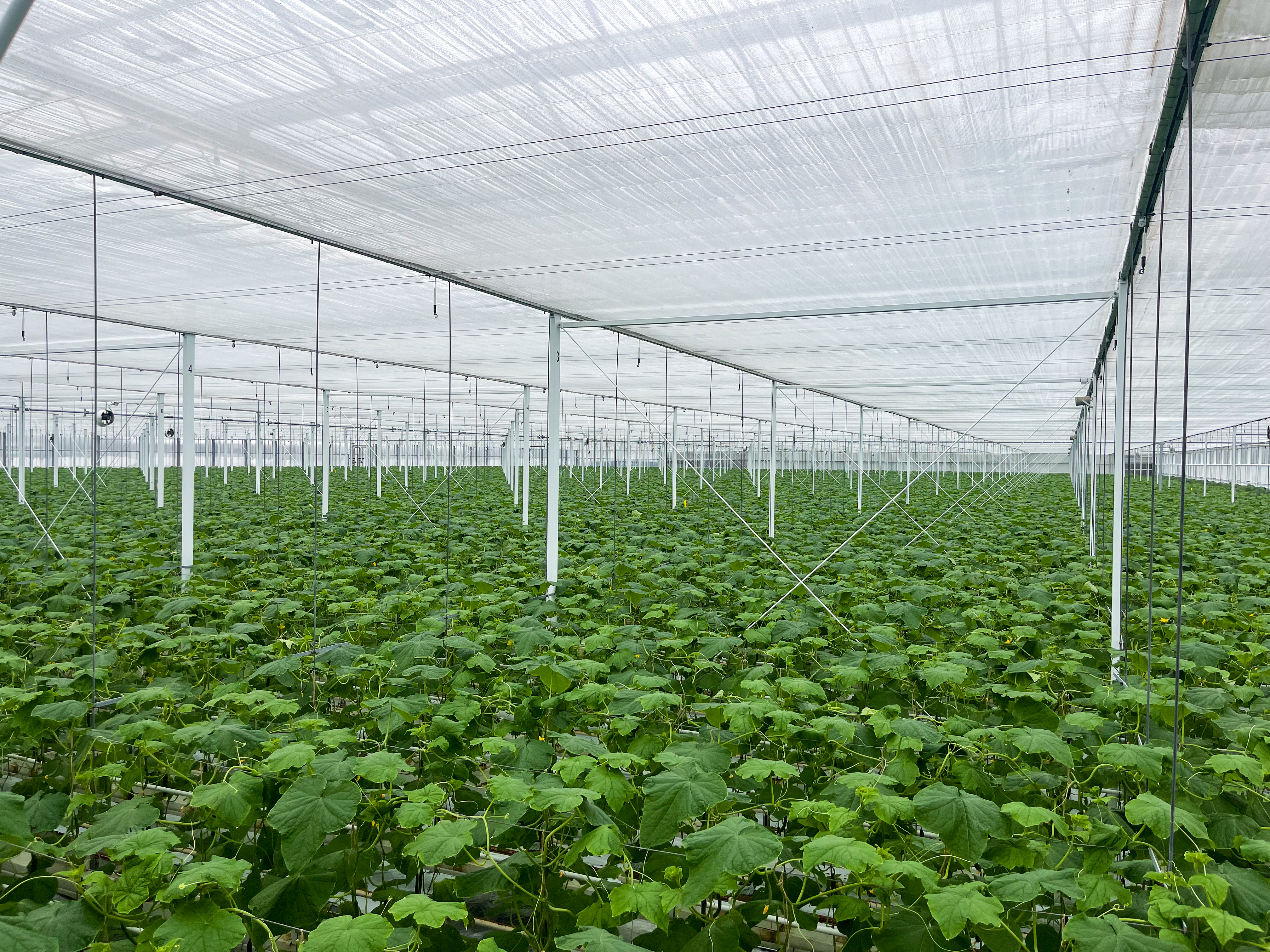 Venlo greenhouse 8.00 m 14.960 m²