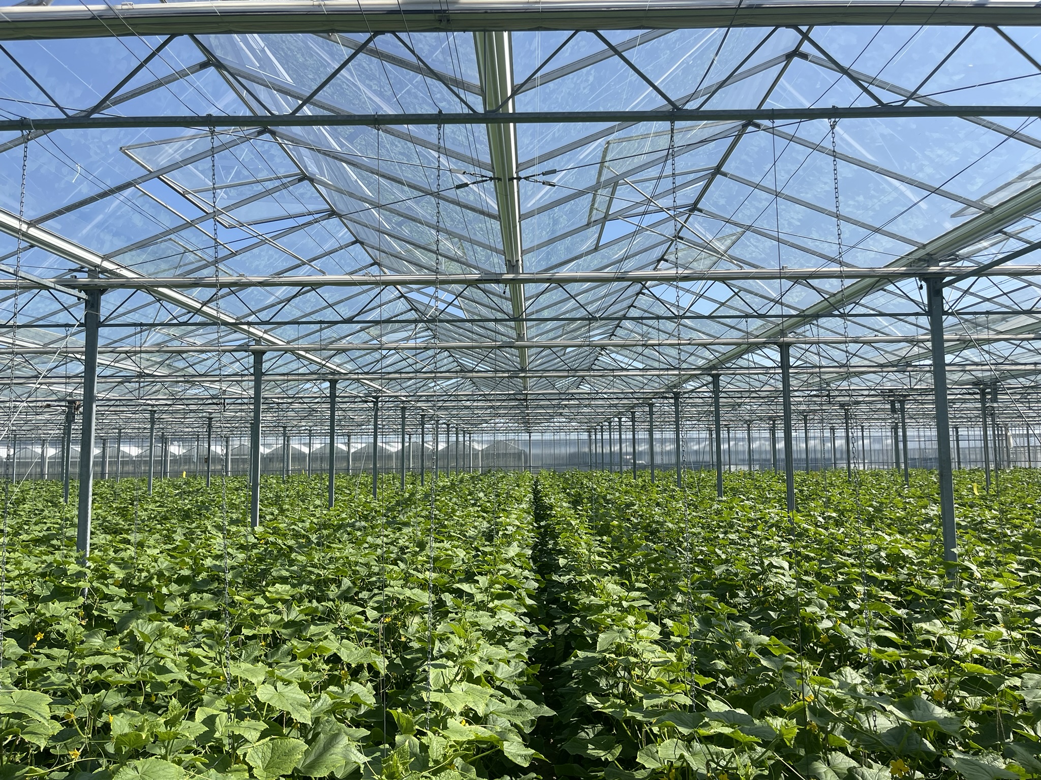 Venlo greenhouse 8,00 m 25.922 m²