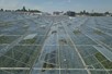 Venlo greenhouse 8,00 m 2.750 m²