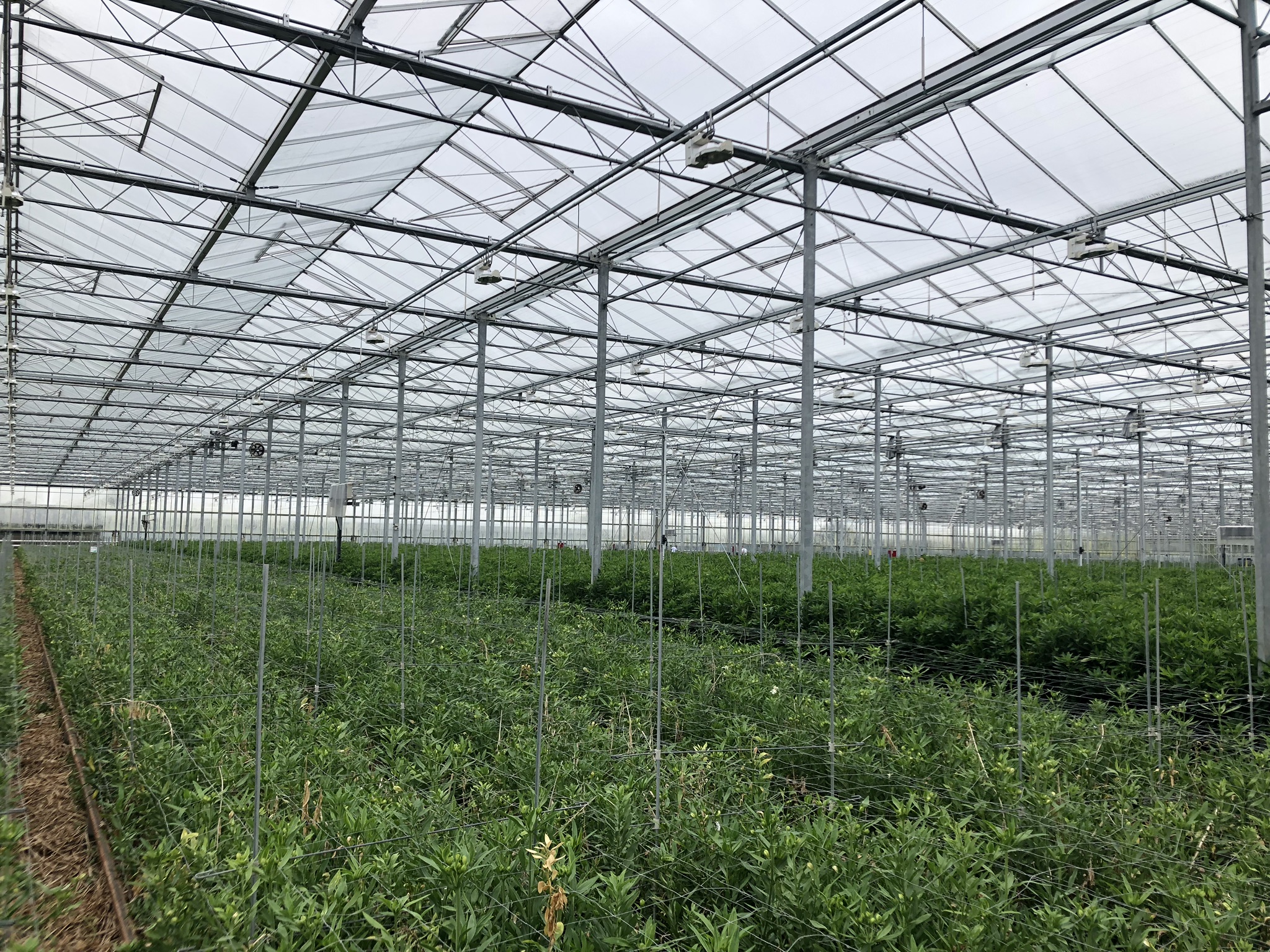 Venlo greenhouse 9,60 m 14.985 m²