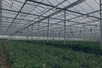 Venlo greenhouse 9,60 m 14.985 m²