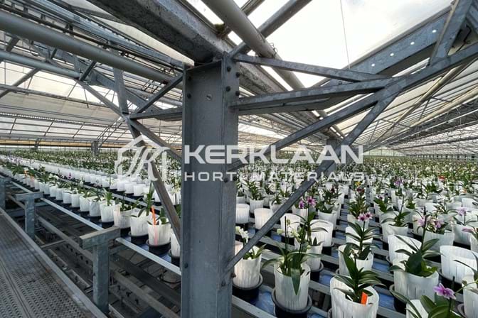 Widespan greenhouse 12,80 m 4.953 m²