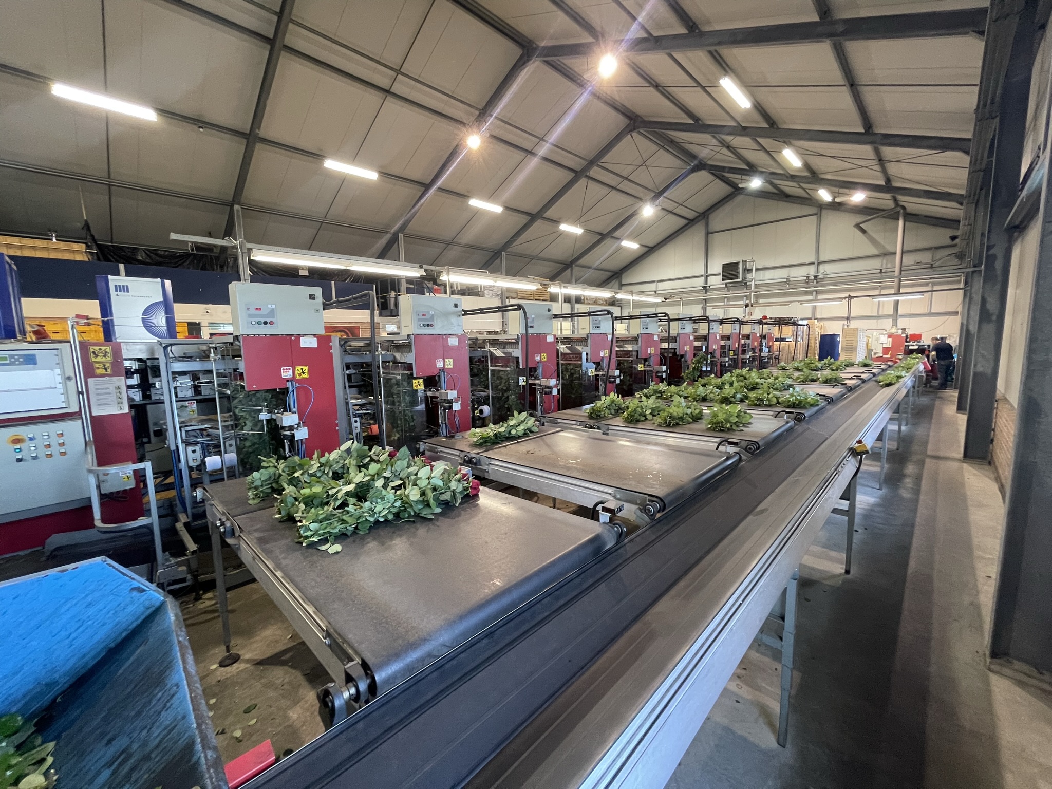 Aweta rozensorteermachine incl. IRISS sorteer systeem & sealer