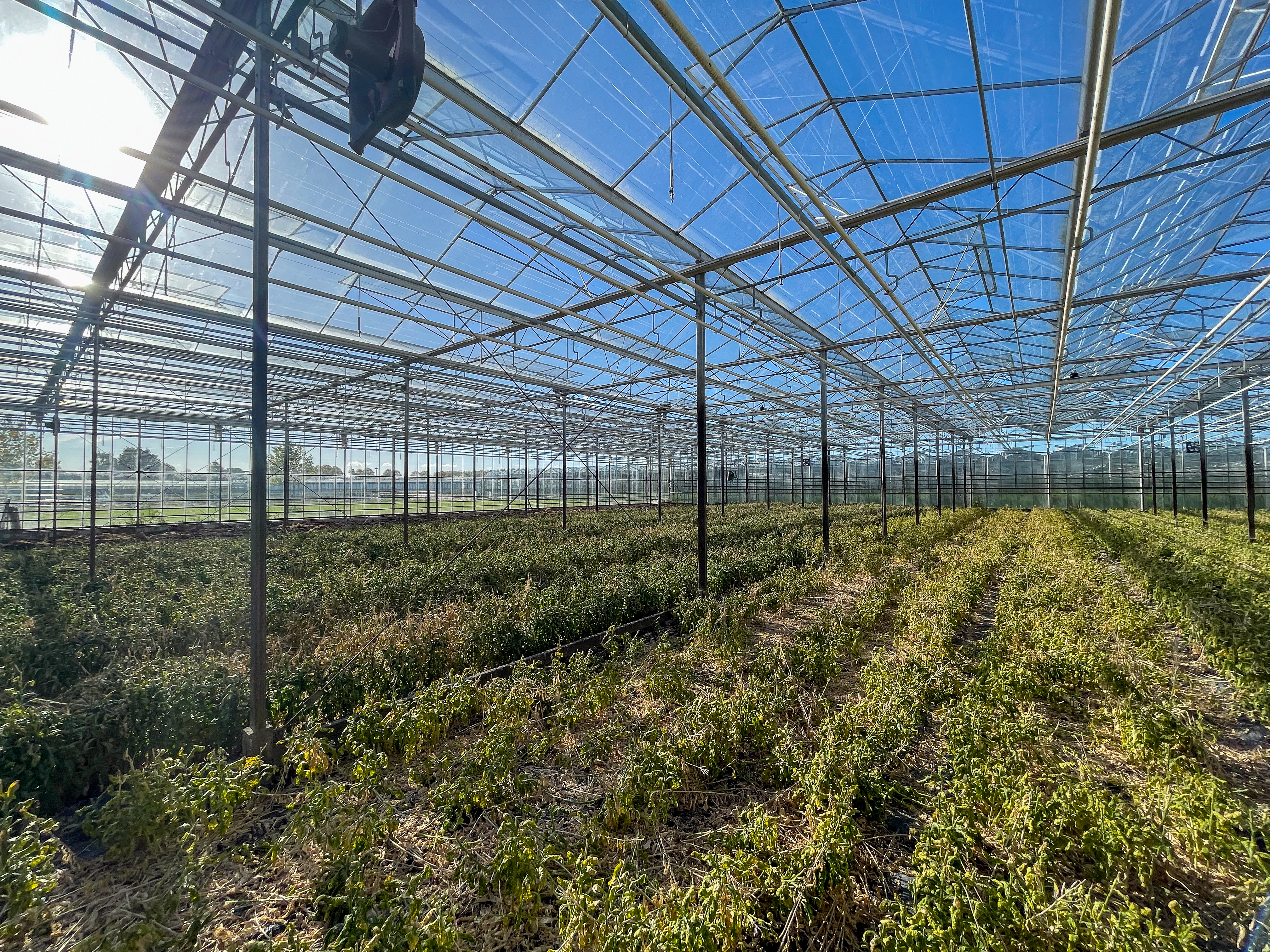 Venlo kas 8,00 m 3.680 m²