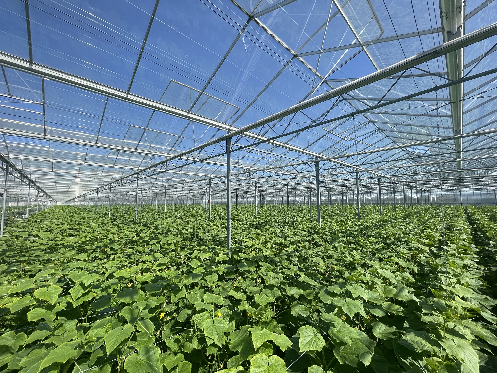 Venlo greenhouse 8,00 m 25.922 m²