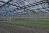 Venlo greenhouse 6,40 m 18.841 m²