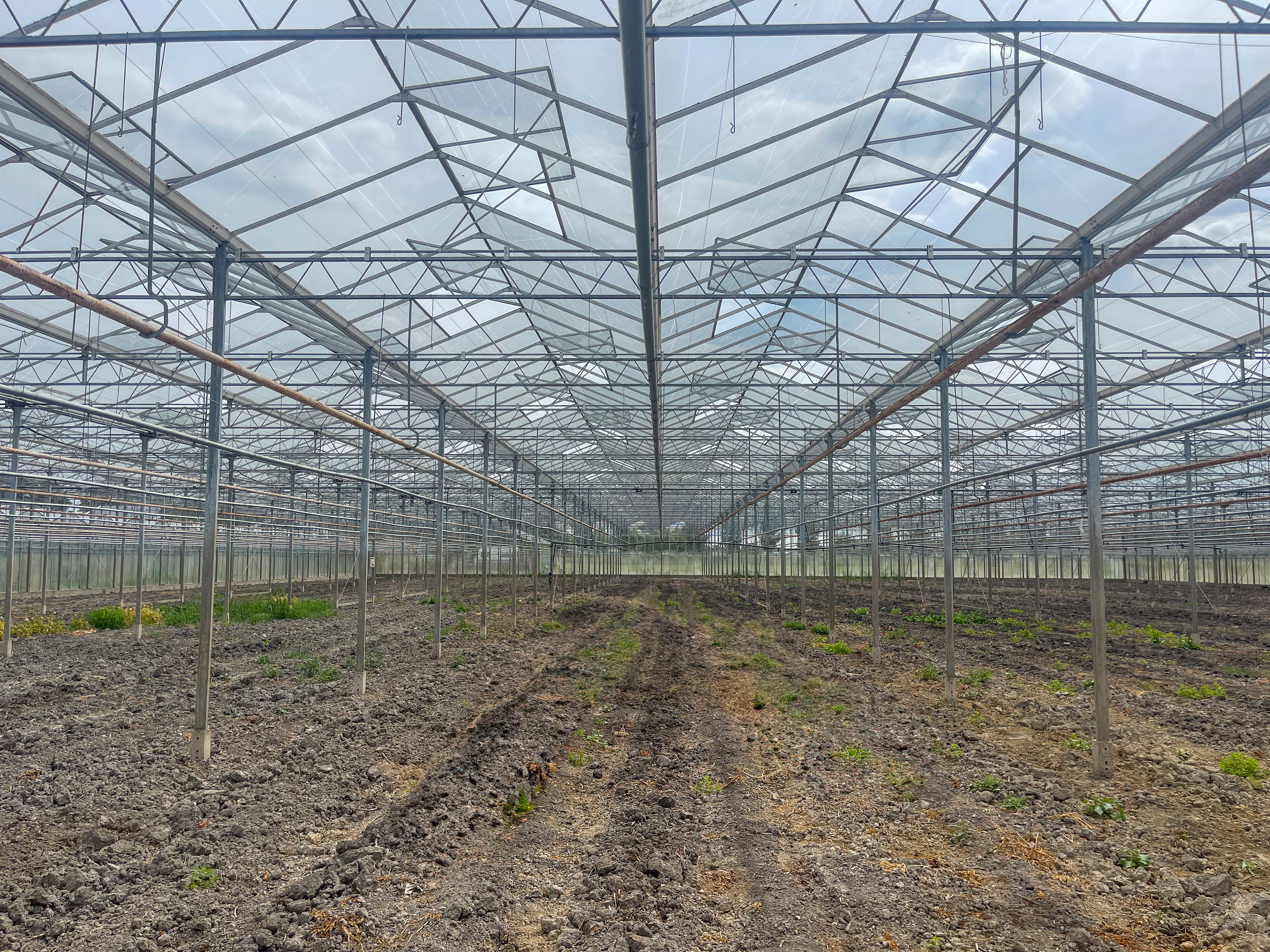 Venlo greenhouse 8,00 m 7.506 m²