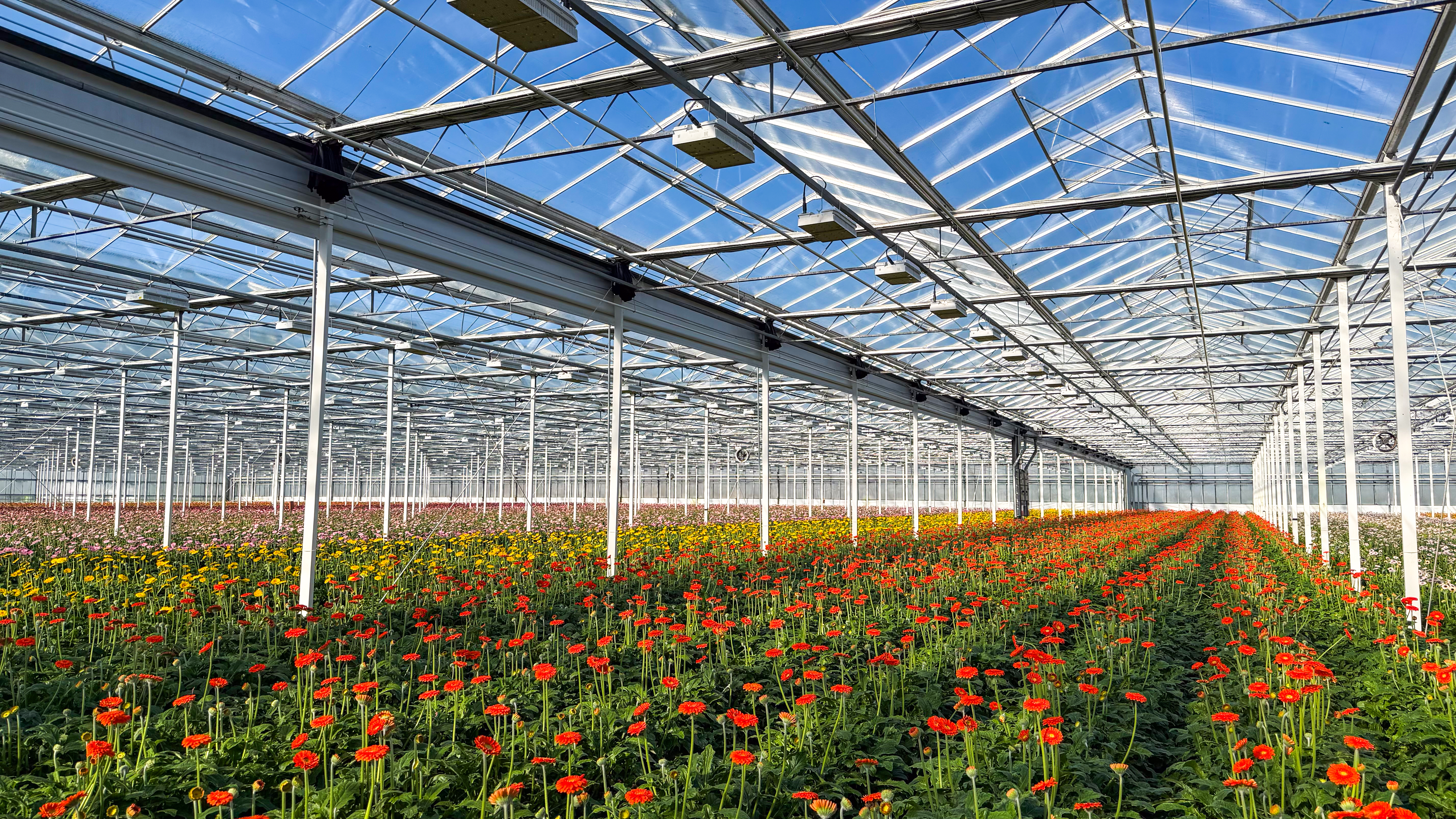 Venlo kas 8,00 m 31.440 m²