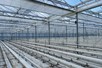 Venlo greenhouse 8,00 m 13.200 m²