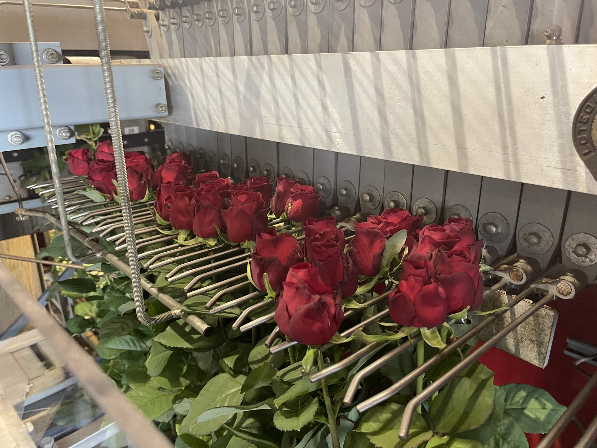 Aweta rozensorteermachine incl. IRISS sorteer systeem & sealer