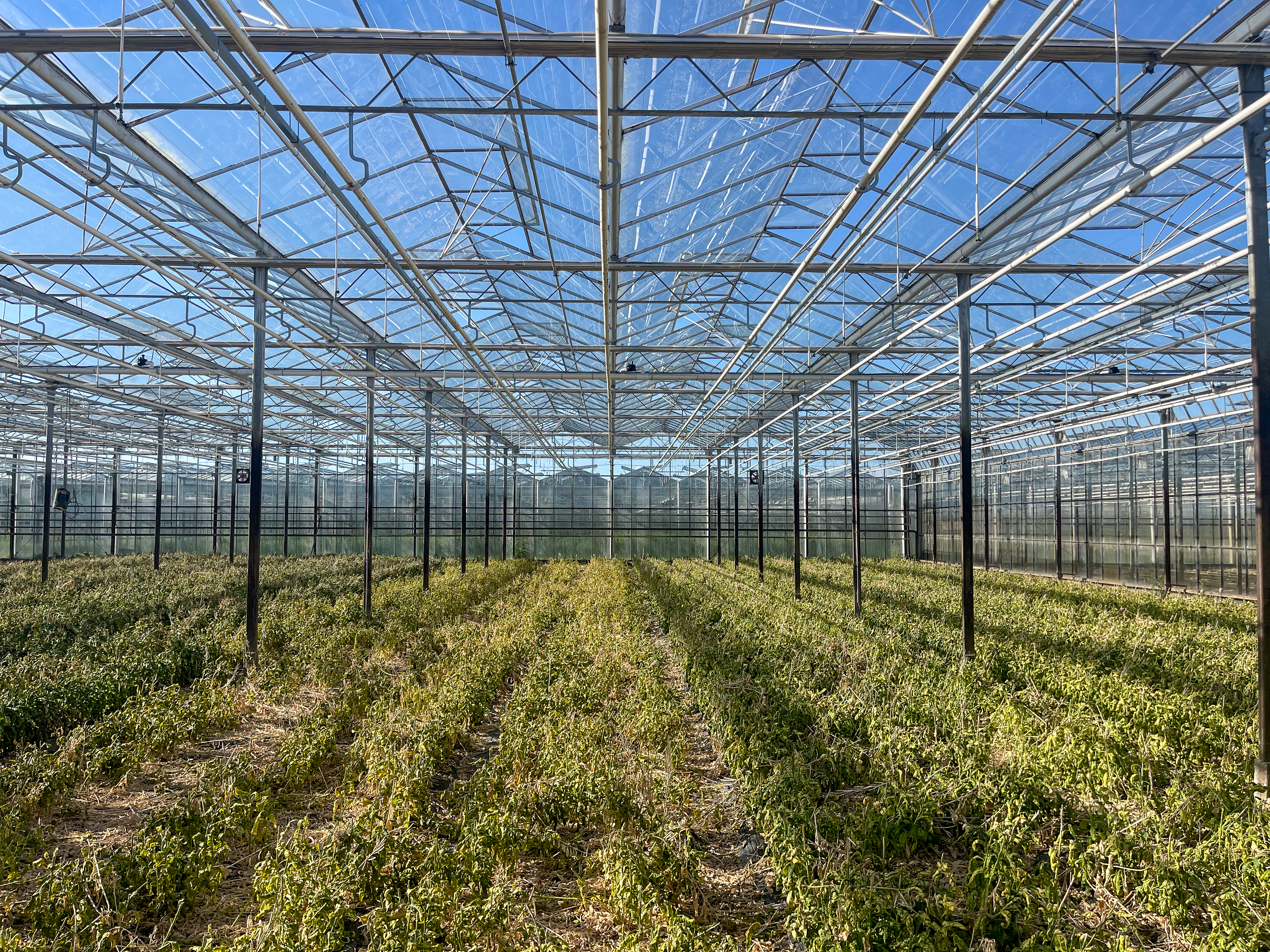 Venlo kas 8,00 m 3.680 m²