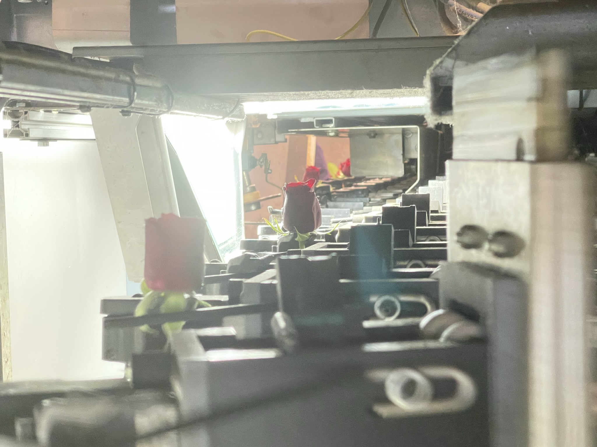 Aweta rozensorteermachine incl. IRISS sorteer systeem & sealer