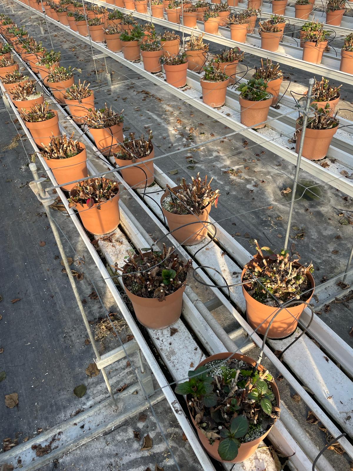 Support material for flower mesh 1200 mm