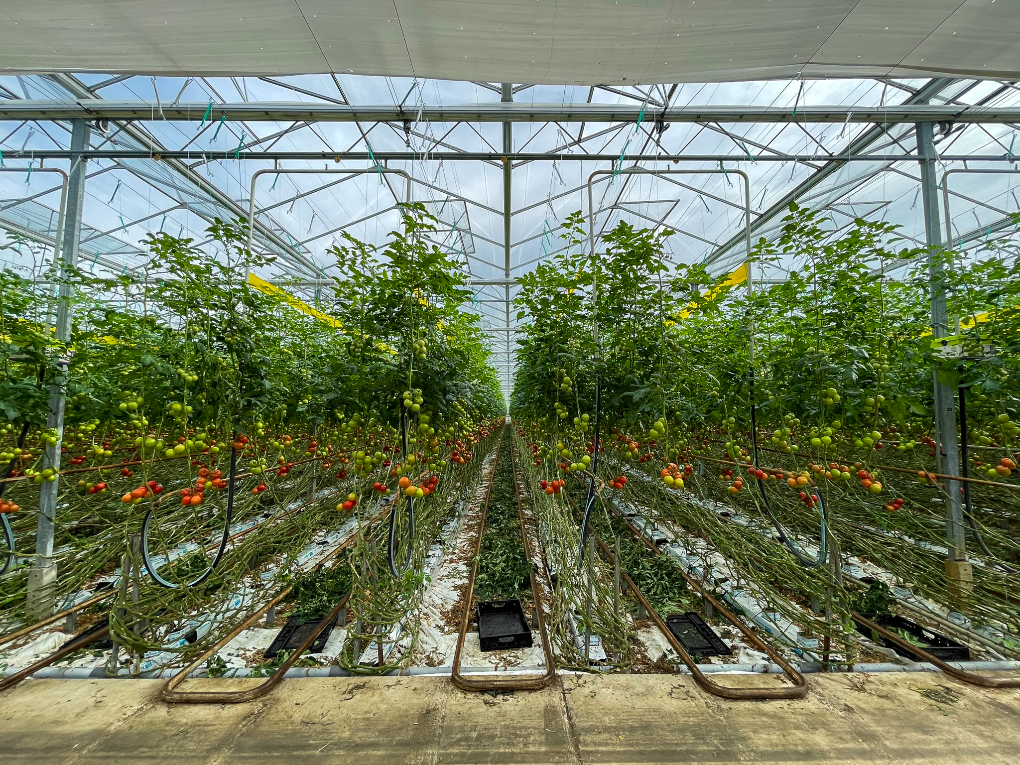 Venlo greenhouse 8,00 m 52.080 m²