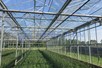 Venlo greenhouse 6,40 m 50.128 m²