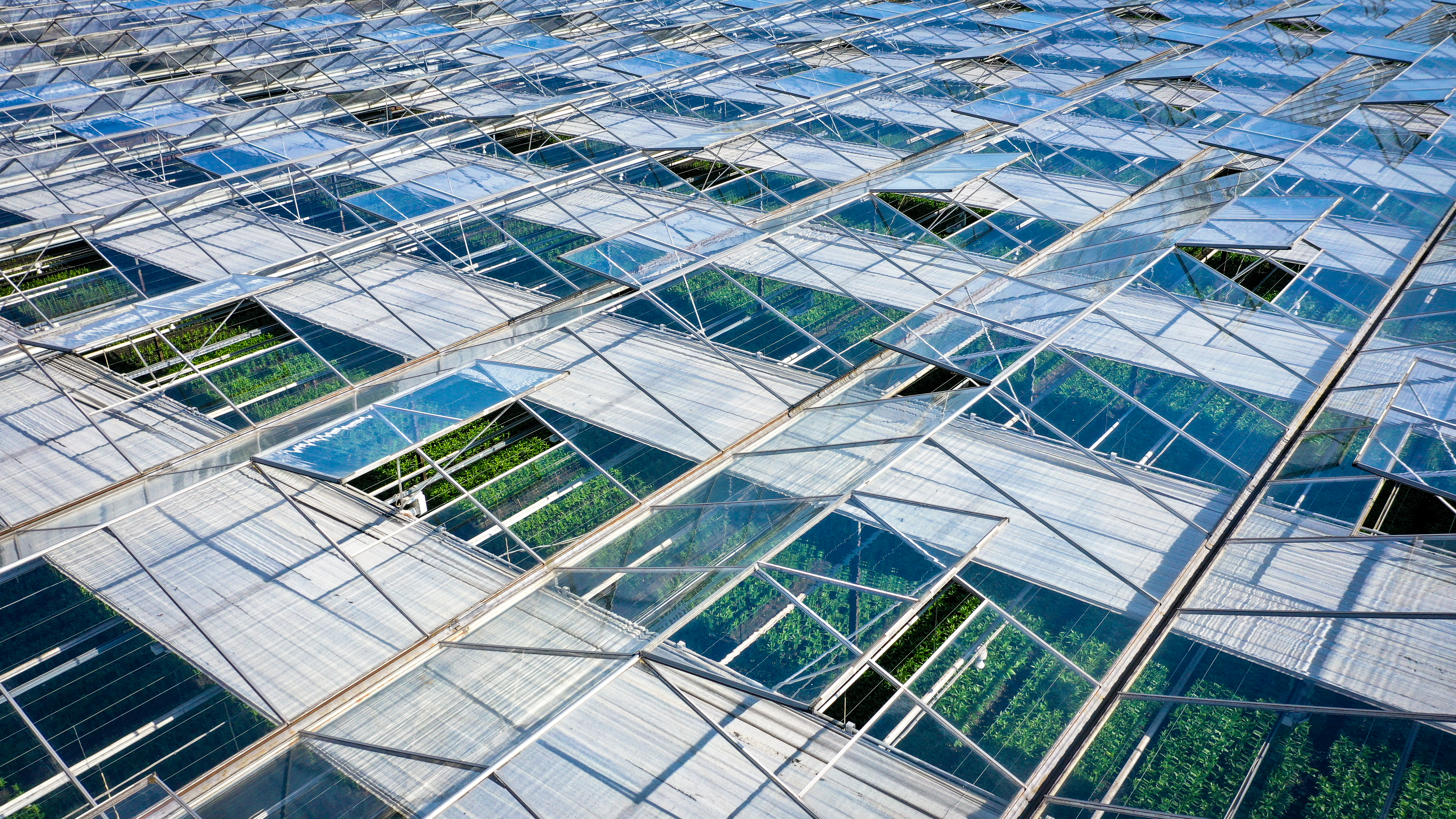 Venlo greenhouses 8,00 m 9.792 m²