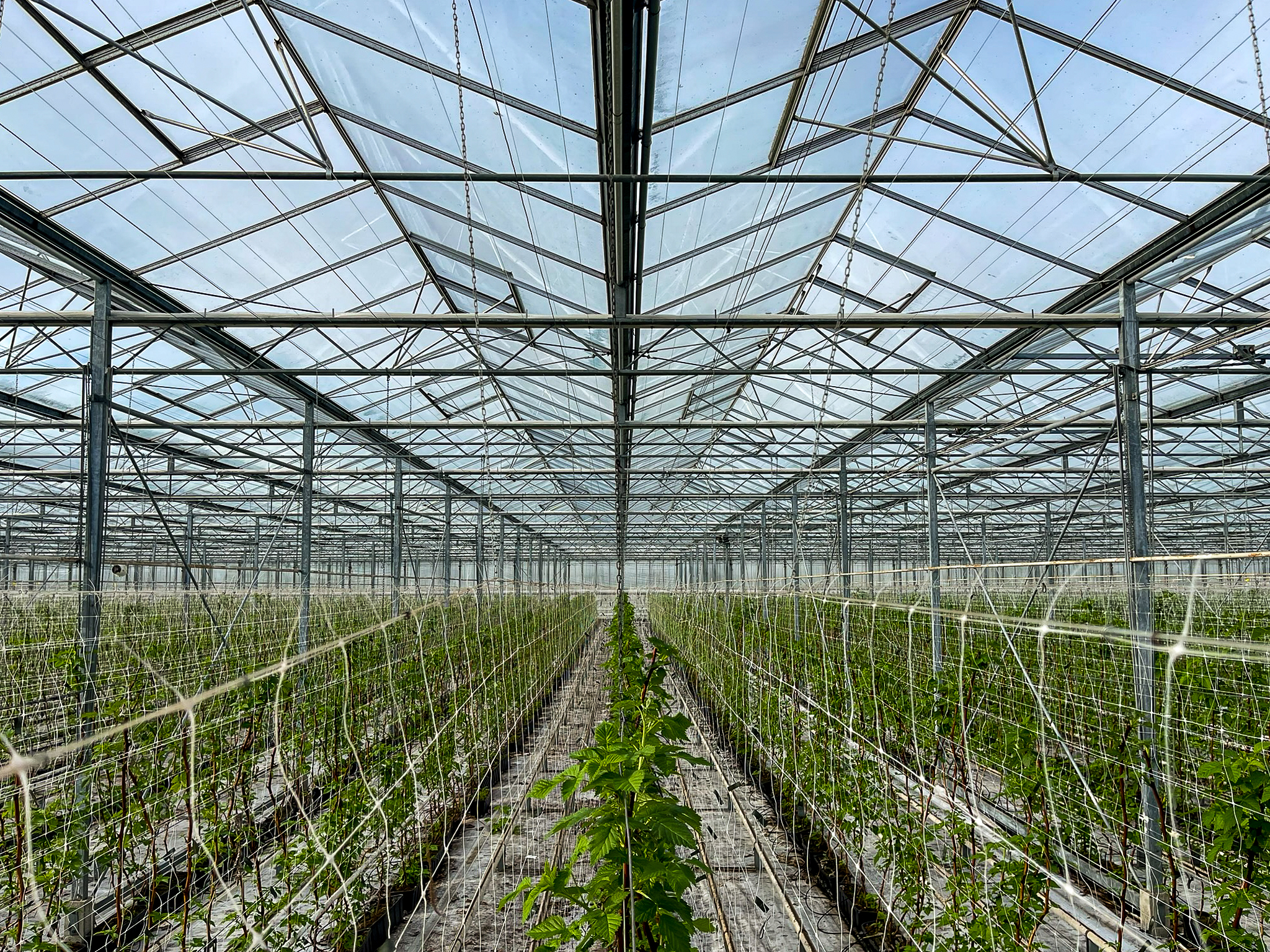 Venlo greenhouse 6.40 m 24.371 m²