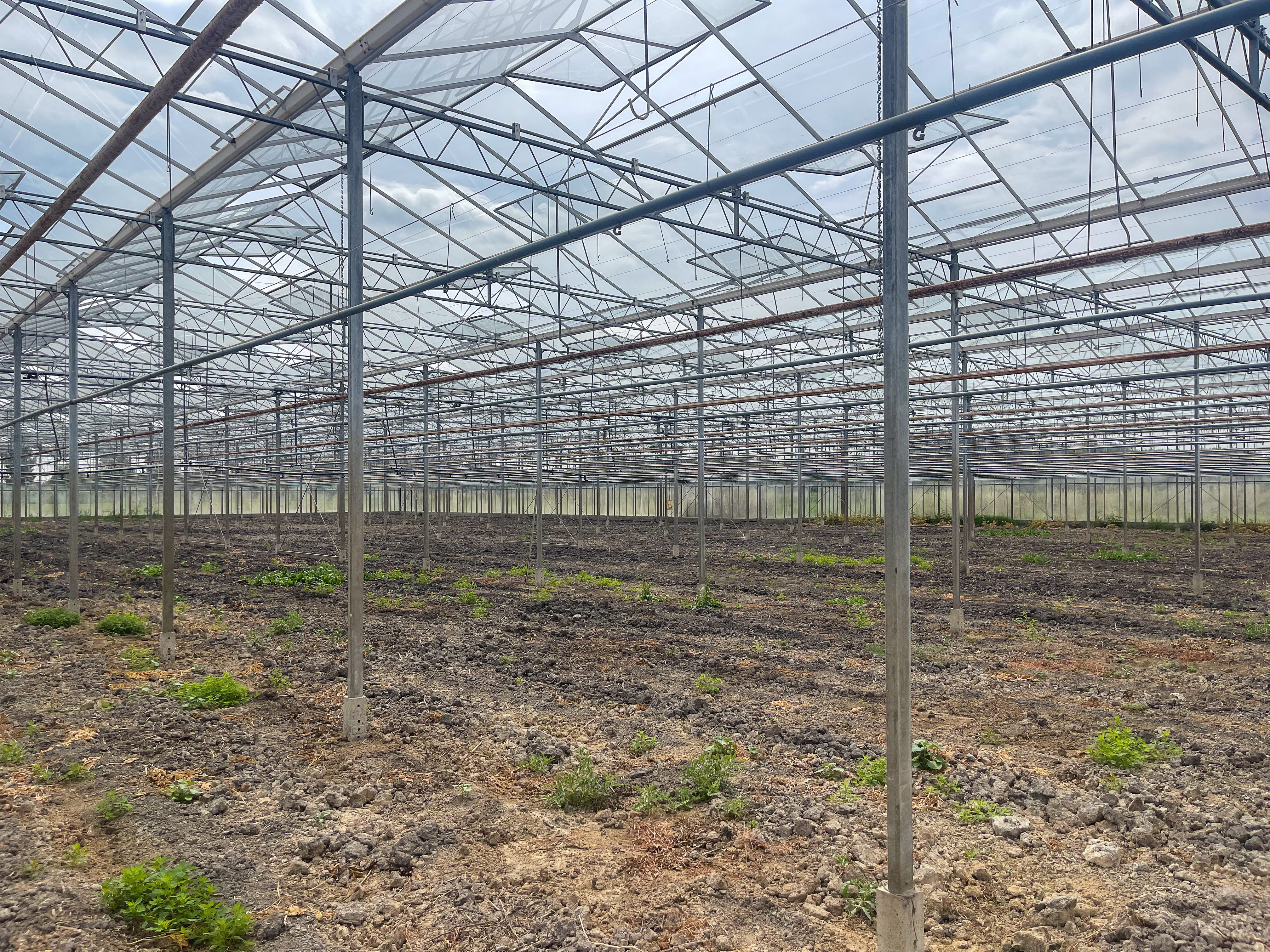 Venlo greenhouse 8,00 m 7.506 m²