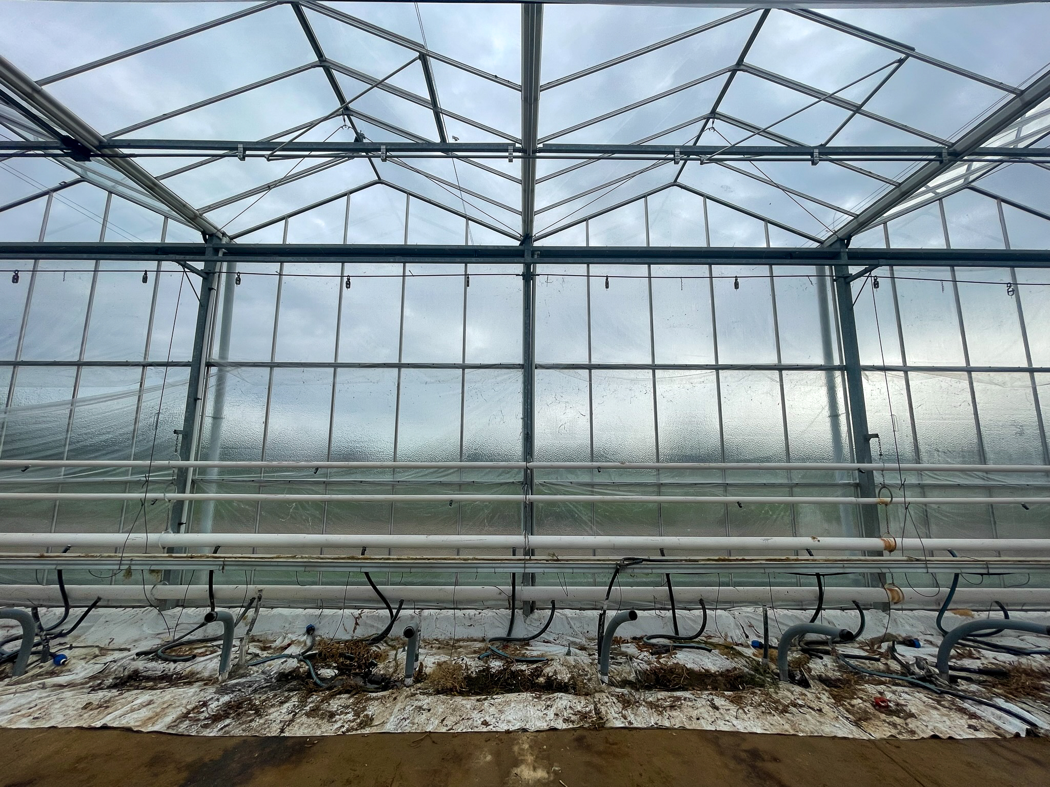 Venlo greenhouse 8,00 m 9.918 m²