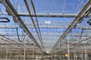 Venlo greenhouse 8,00 m 7.025 m²