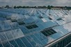 Venlo greenhouse 8,00 m 40.752 m²