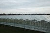 Venlo greenhouse 8,00 m 36.543 m²