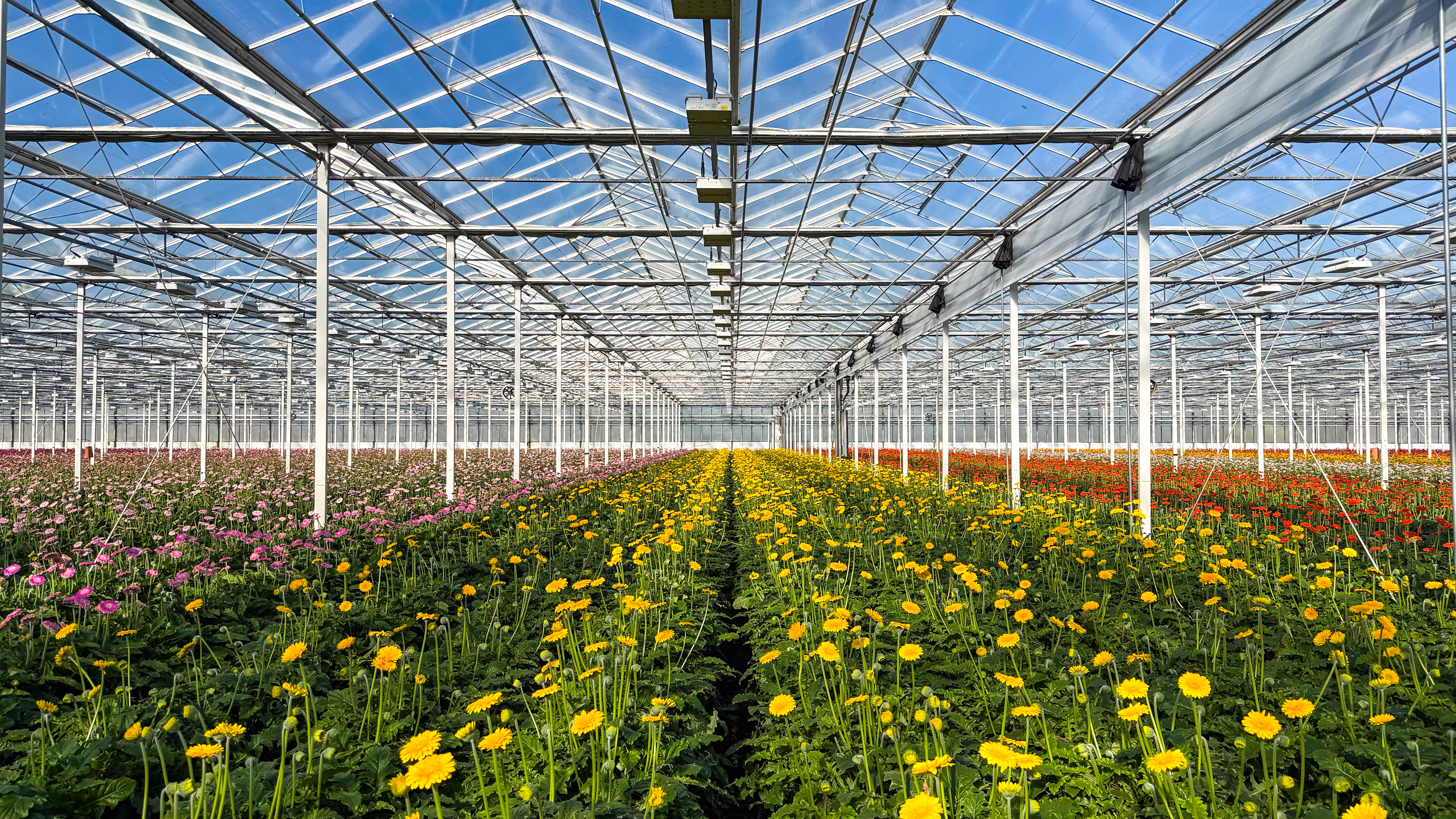 Venlo kas 8,00 m 31.440 m²