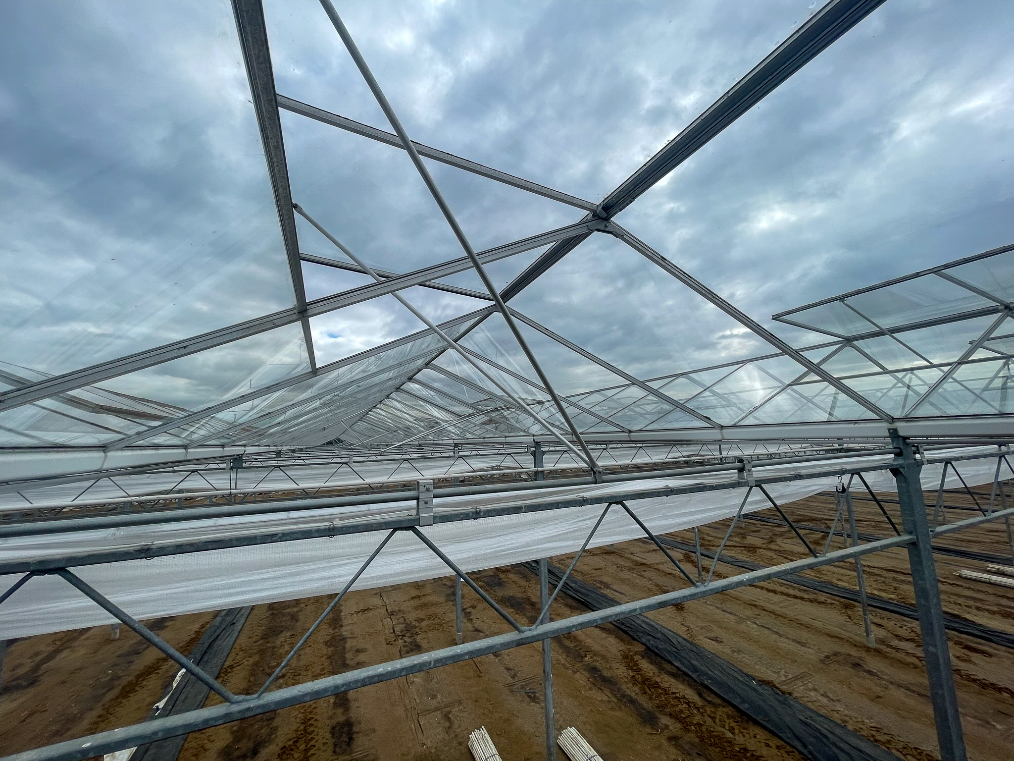 Venlo greenhouse 8,00 m 9.918 m²