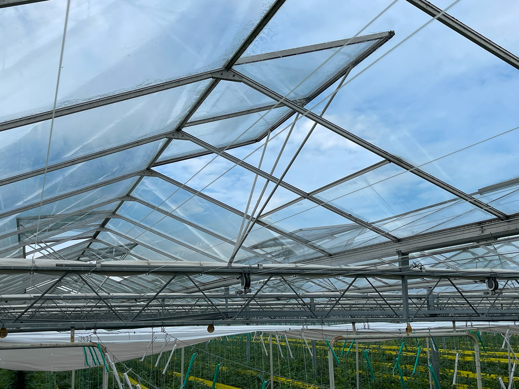 Venlo greenhouse 8,00 m 52.080 m²