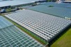 Venlo greenhouses 8,00 m 9.792 m²