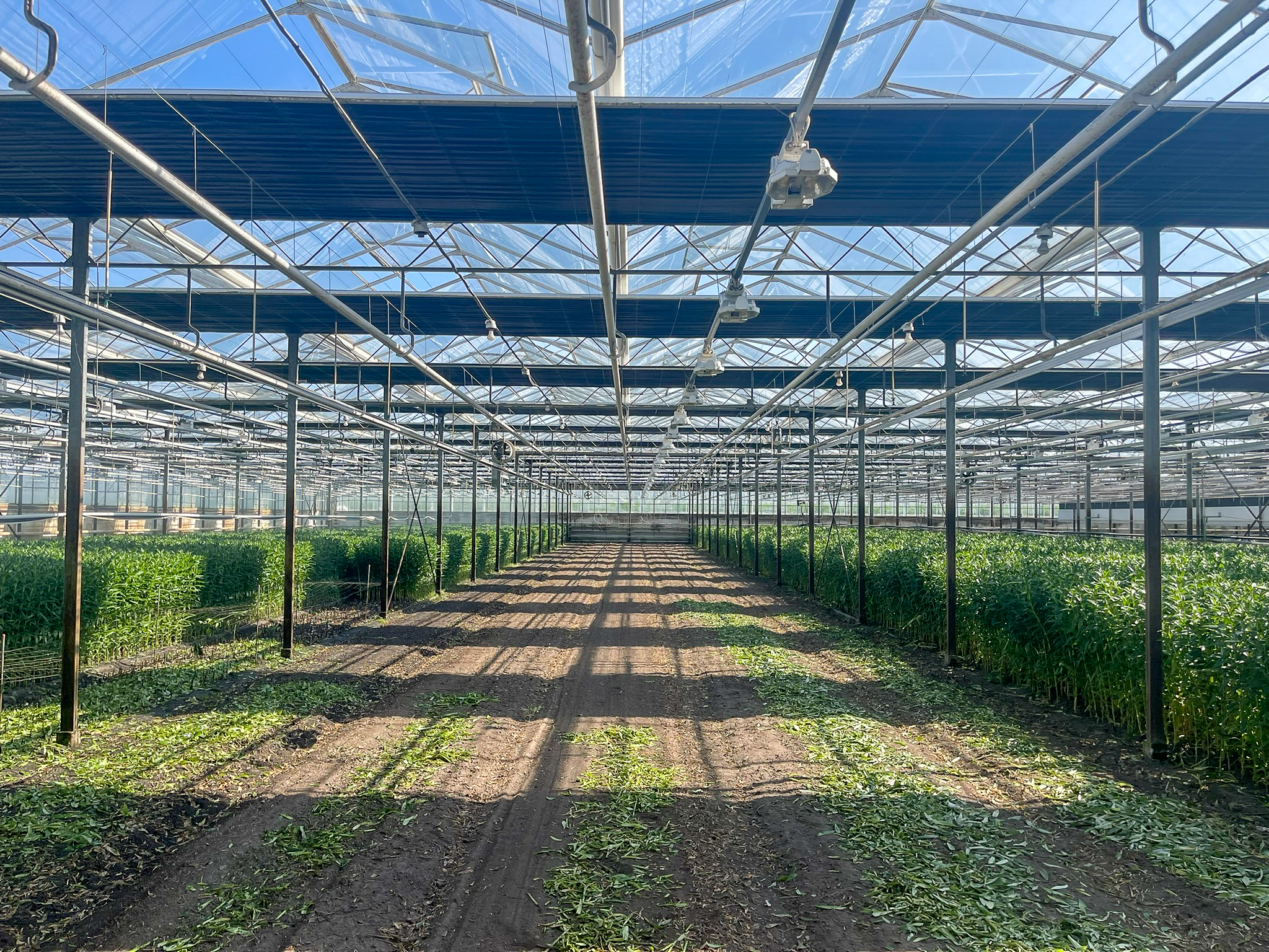 Venlo greenhouses 8,00 m 9.792 m²