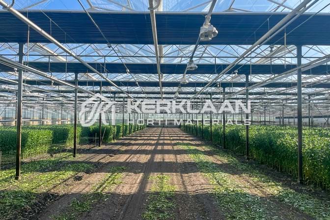 Venlo greenhouses 8,00 m 9.792 m²