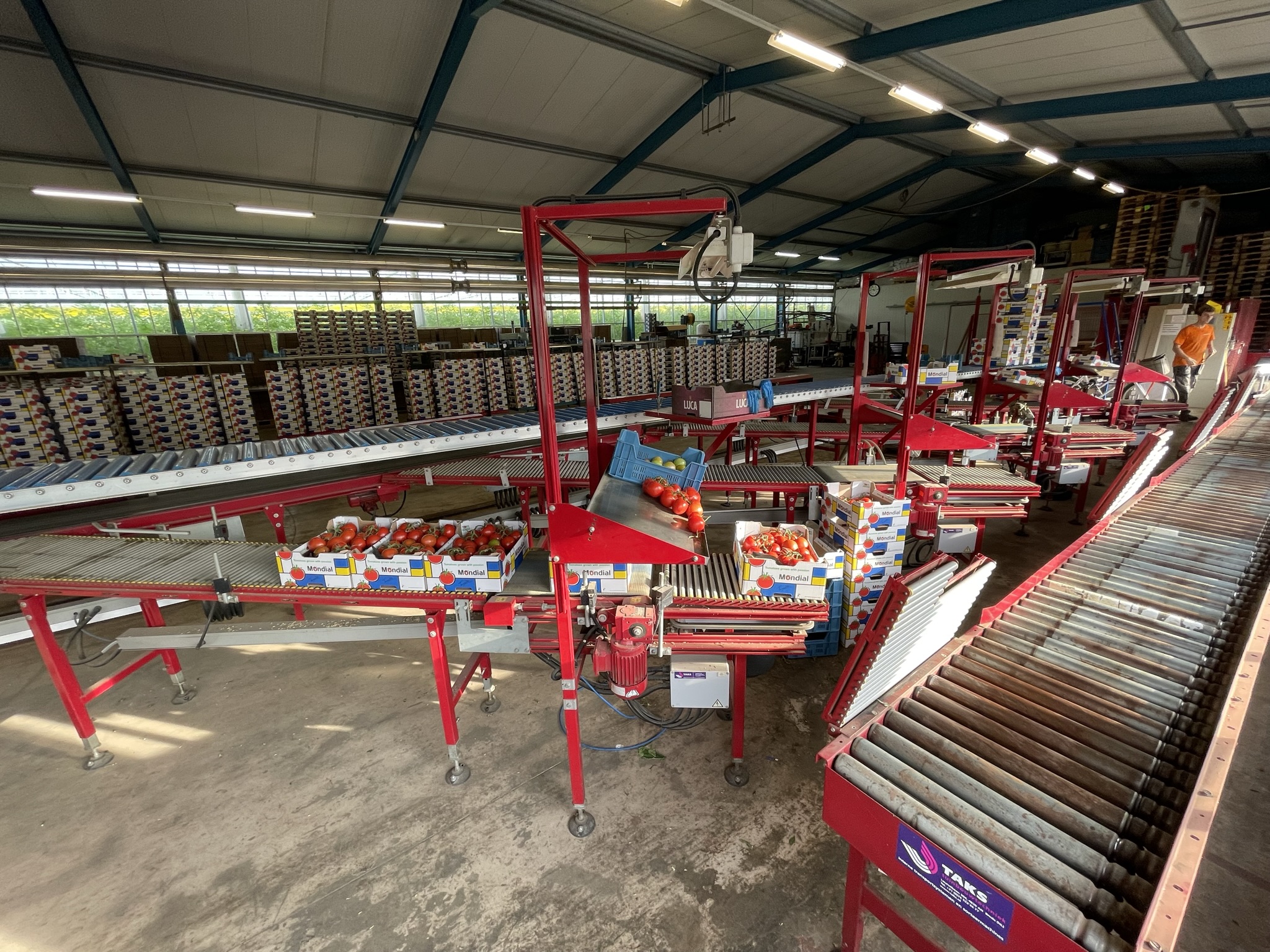 Complete Taks TTS vine tomato processing system + palletizing installation