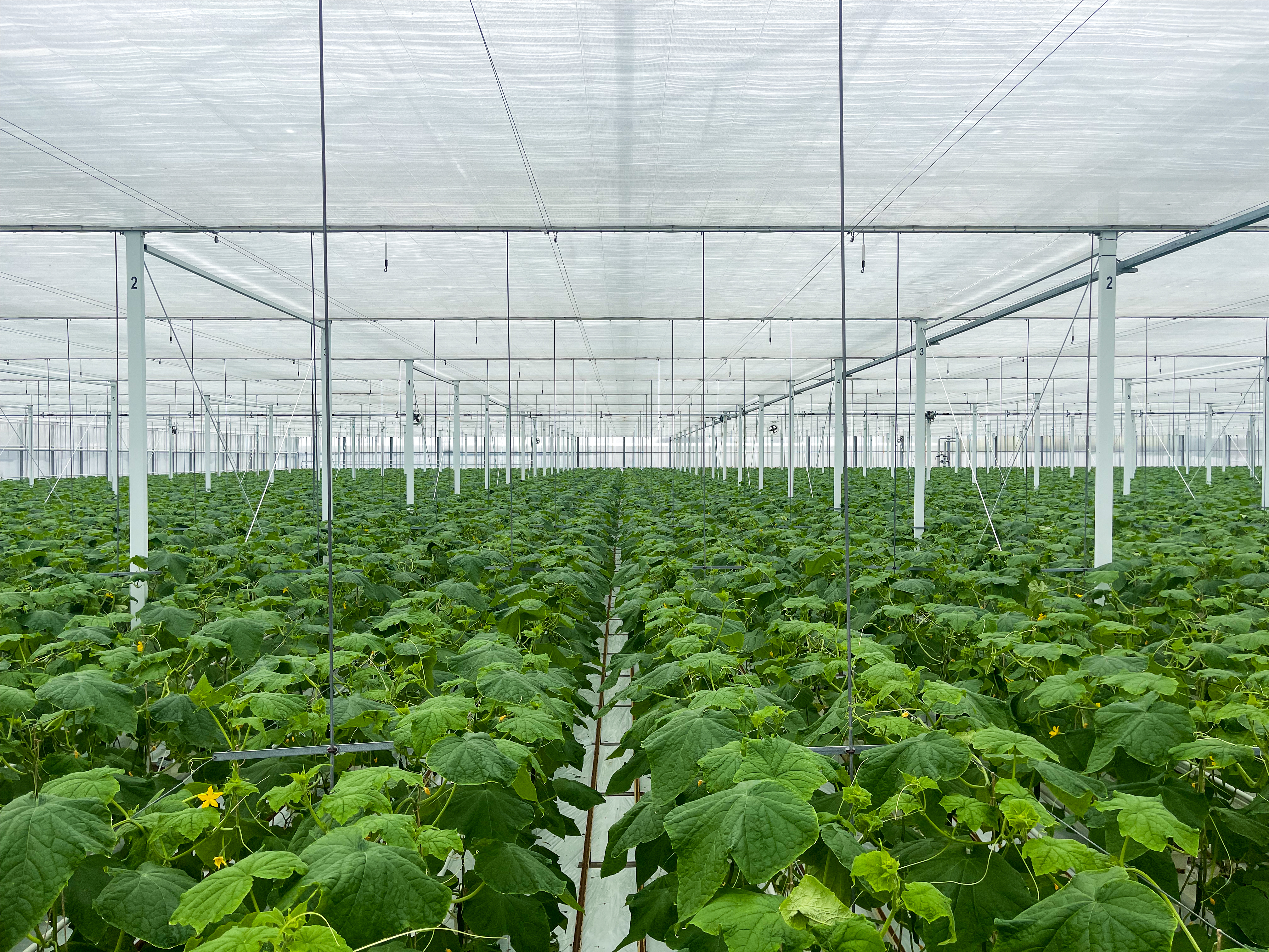 Venlo greenhouse 8.00 m 14.960 m²