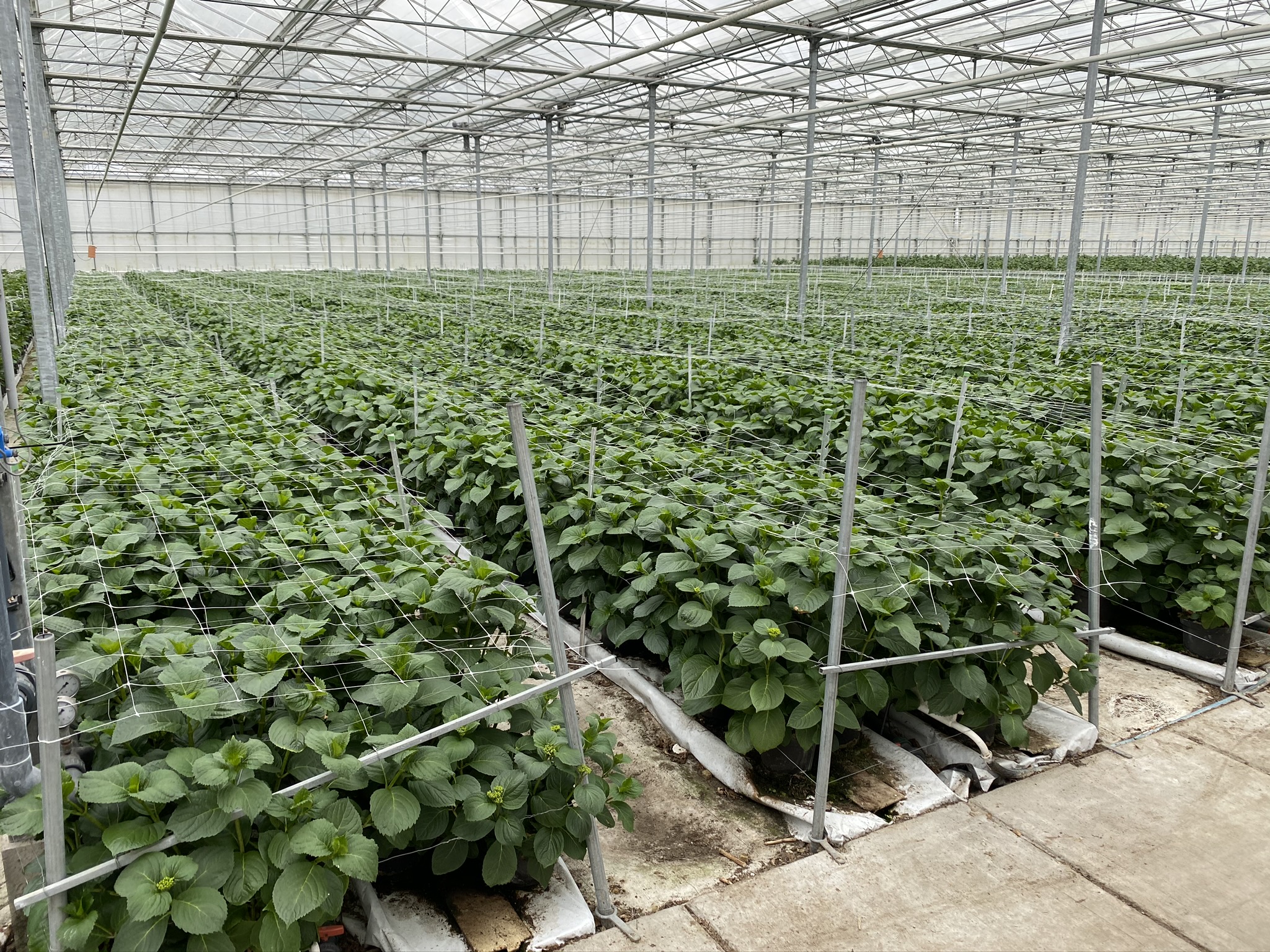 Venlo kas 9,60 m 11.124 m²