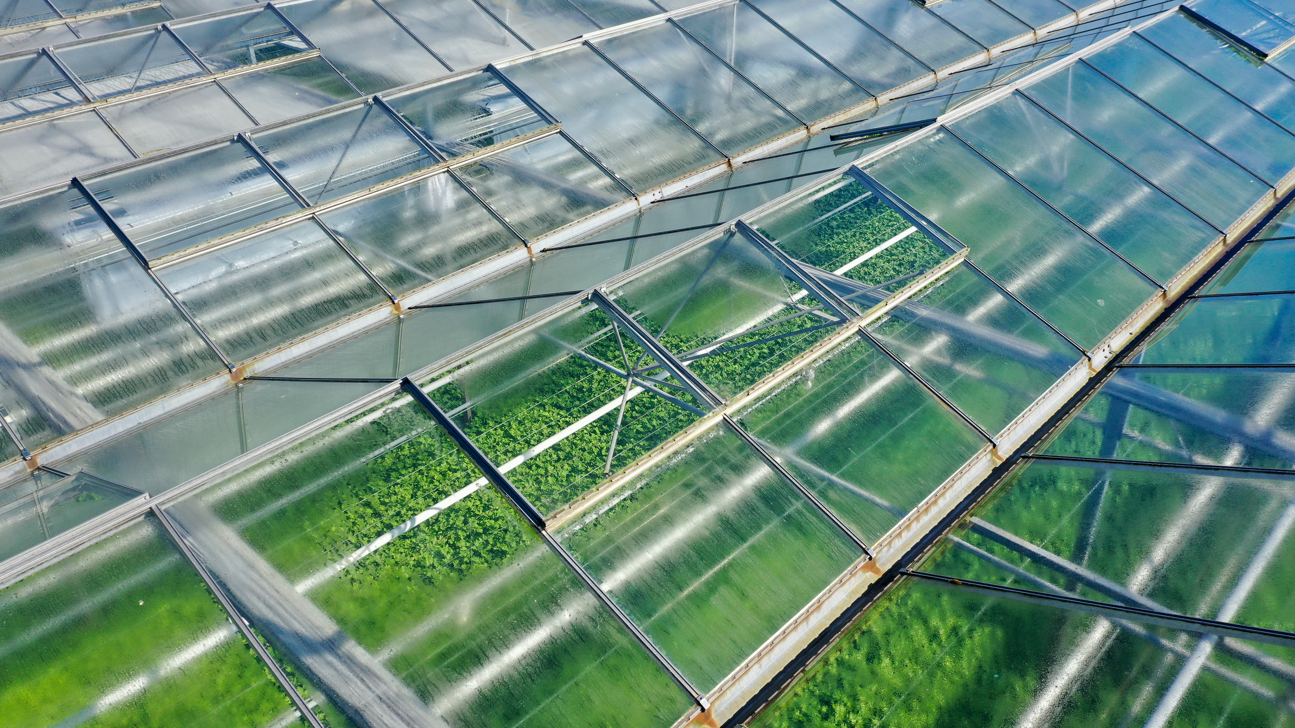 Venlo greenhouse 6,40m 11.251 m²