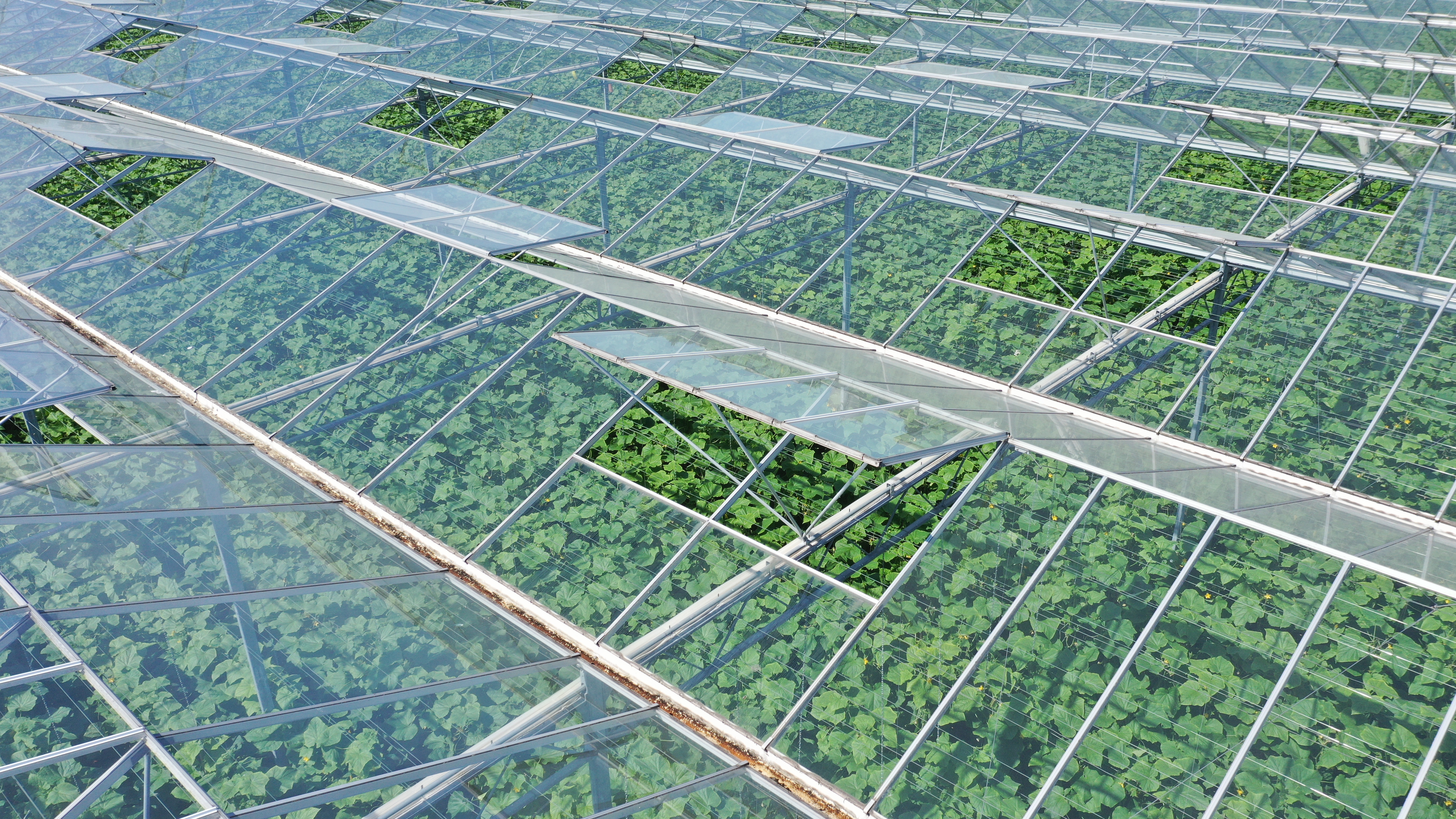 Venlo greenhouse 8,00 m 25.922 m²