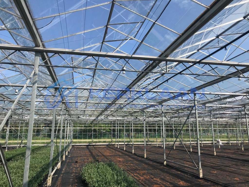 Venlo greenhouse 8,00 m 16.500 m²