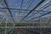Venlo greenhouse 8,00 m 16.500 m²