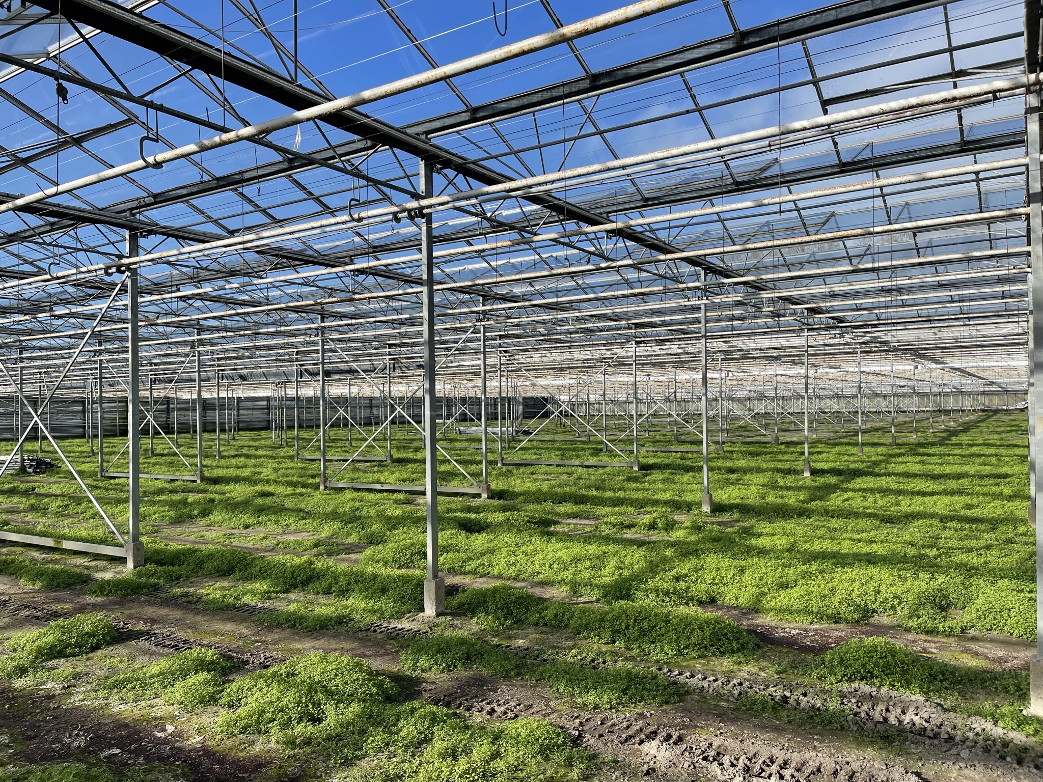 Venlo greenhouse 6,40 m 15.514 m²