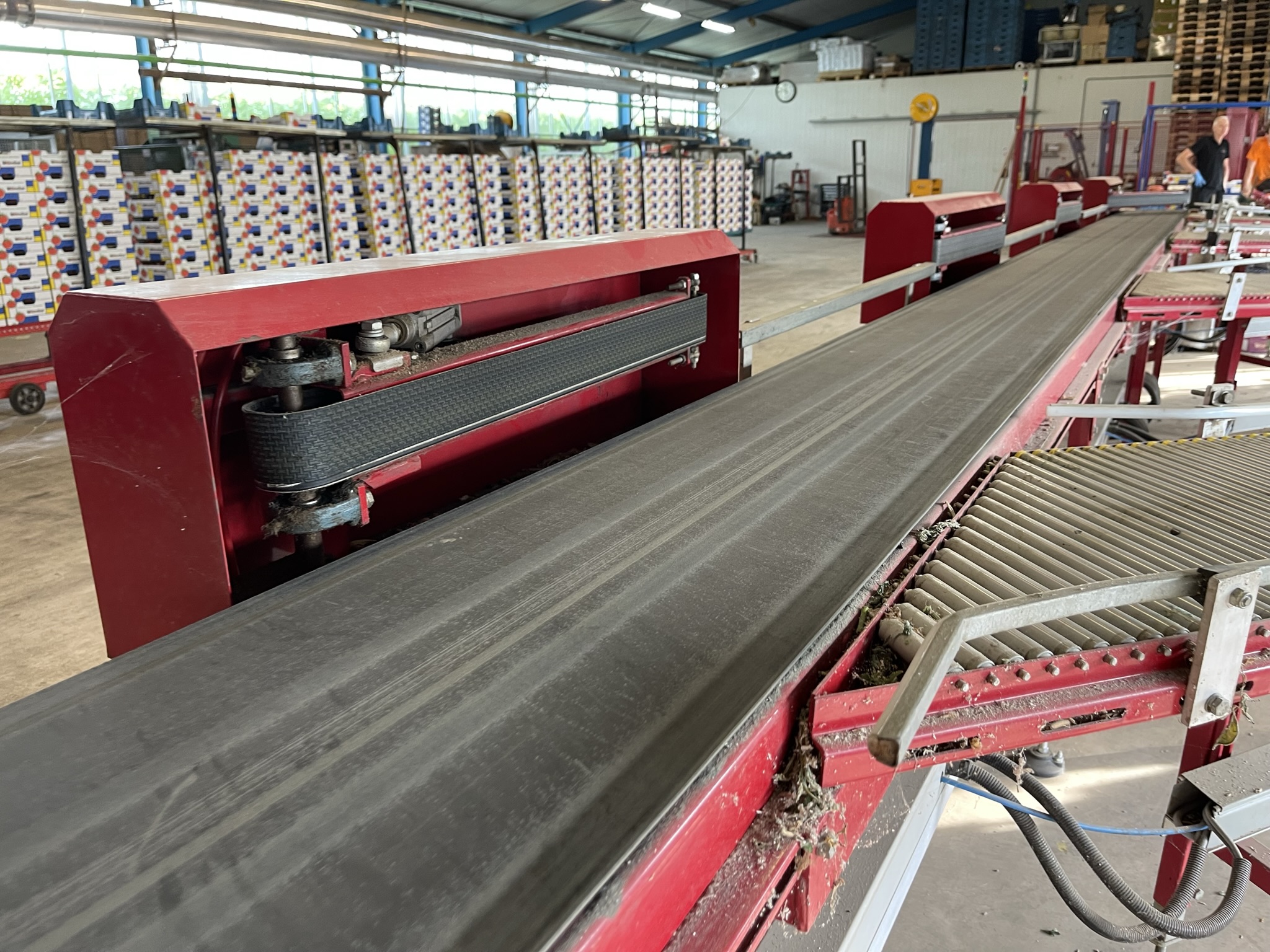 Complete Taks TTS vine tomato processing system + palletizing installation