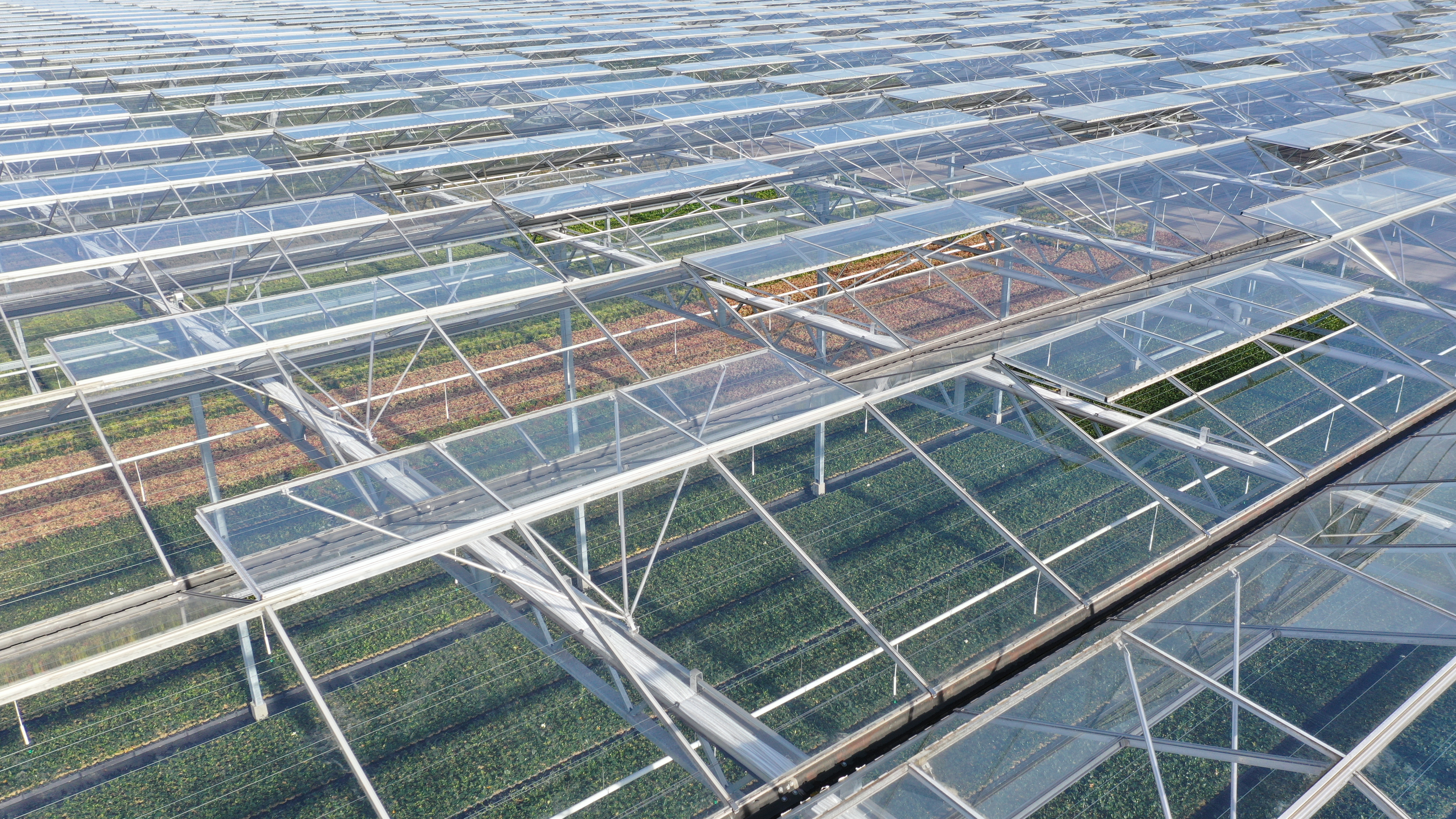 Venlo greenhouse 12,80 m 9.331 m²