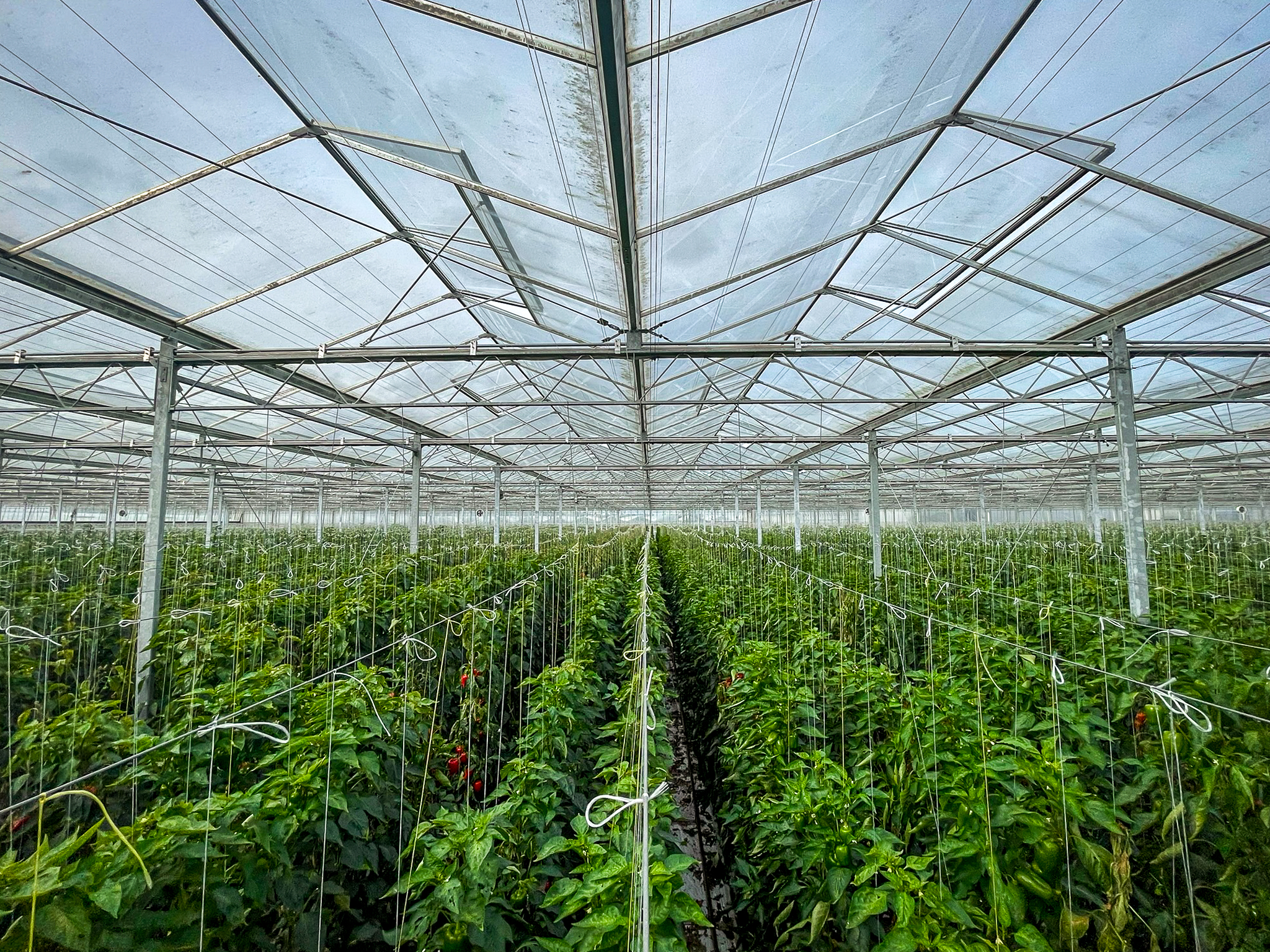 Venlo greenhouse 8,00 m 26.663 m²