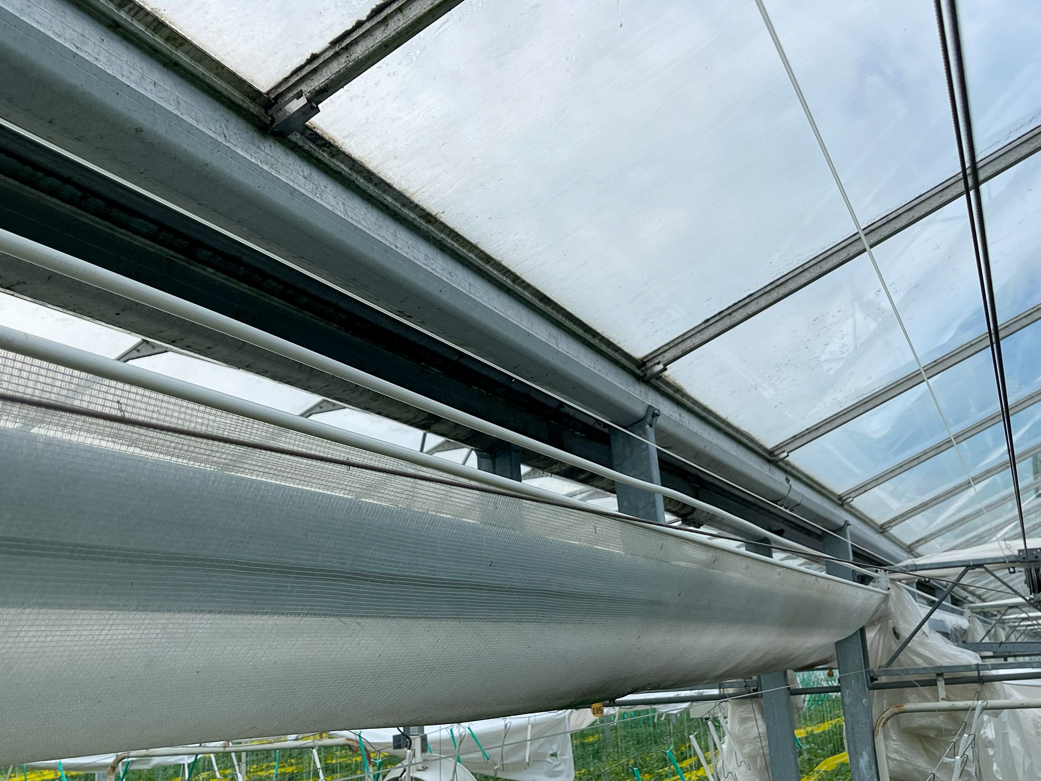 Venlo greenhouse 8,00 m 52.080 m²