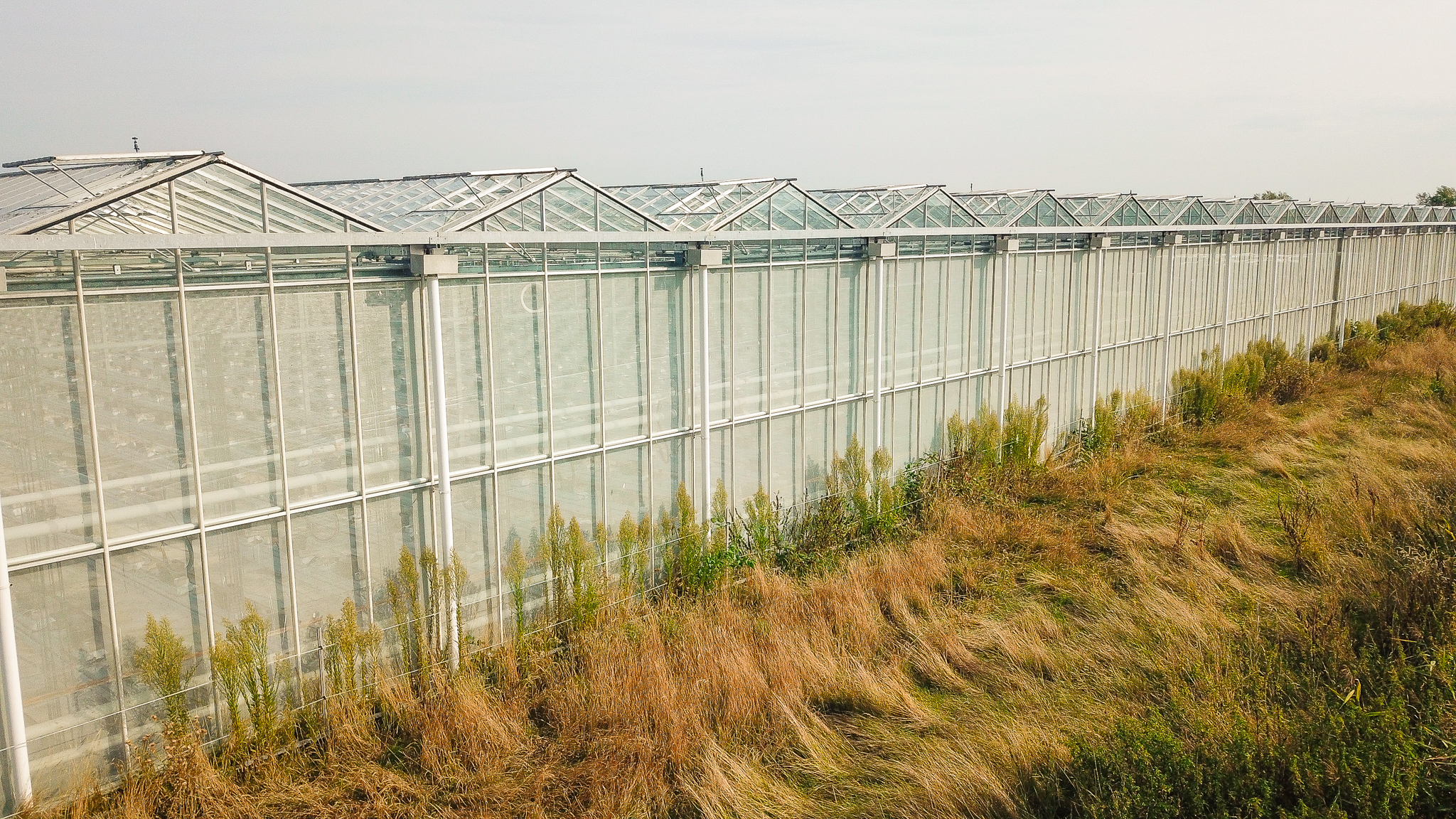 Venlo greenhouse 8,00 m 18.980 m²