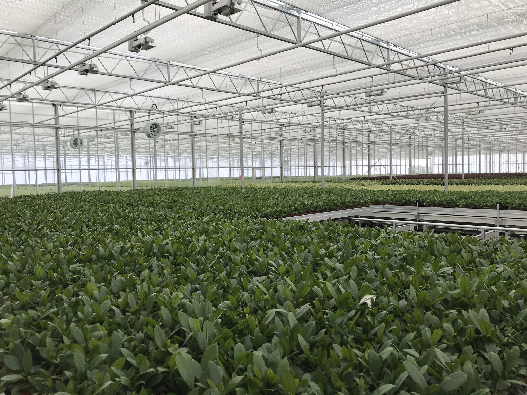 Venlo greenhouse 12,80 m 7.770 m²