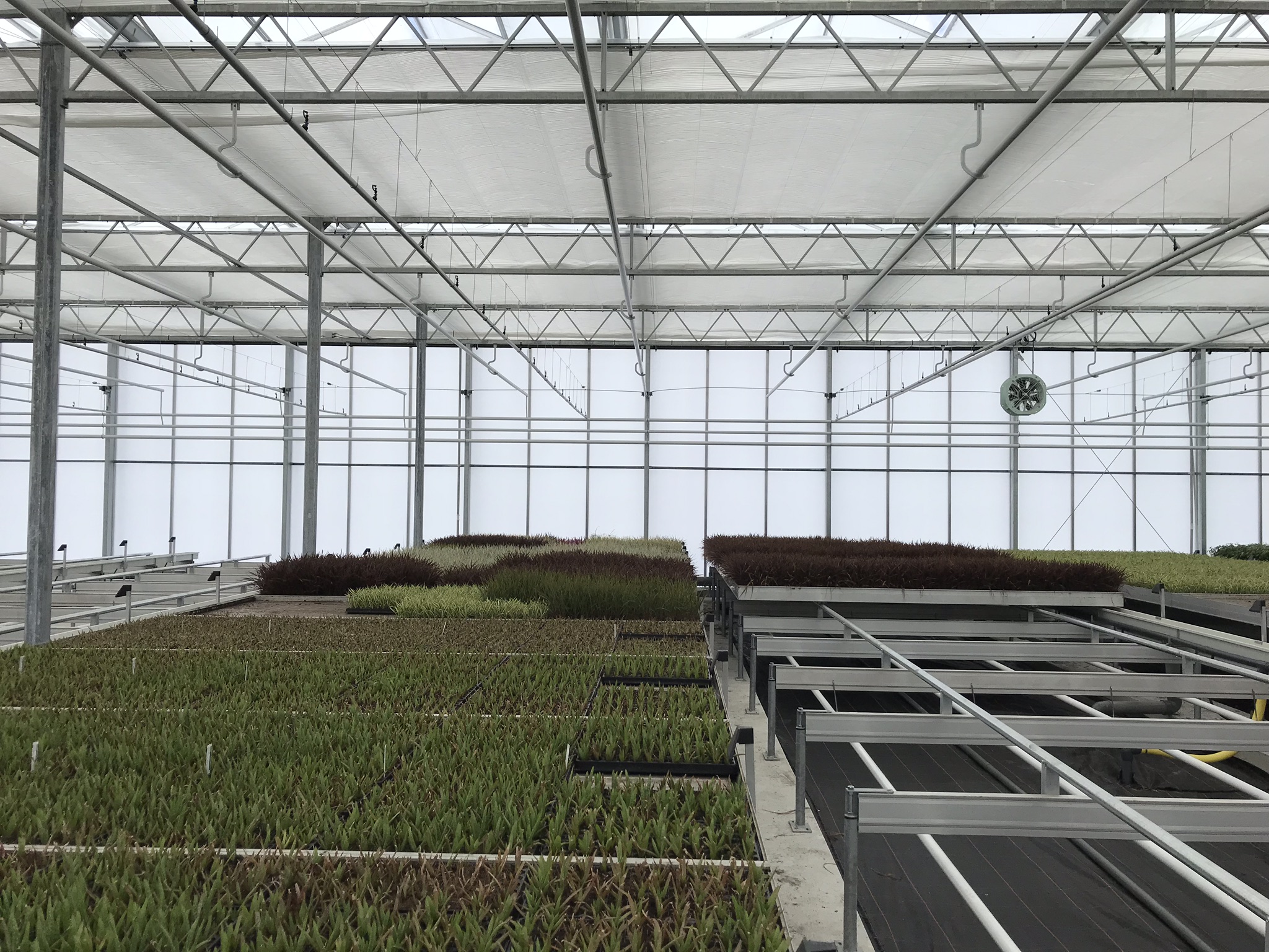 Venlo greenhouse 12,80 m 7.770 m²