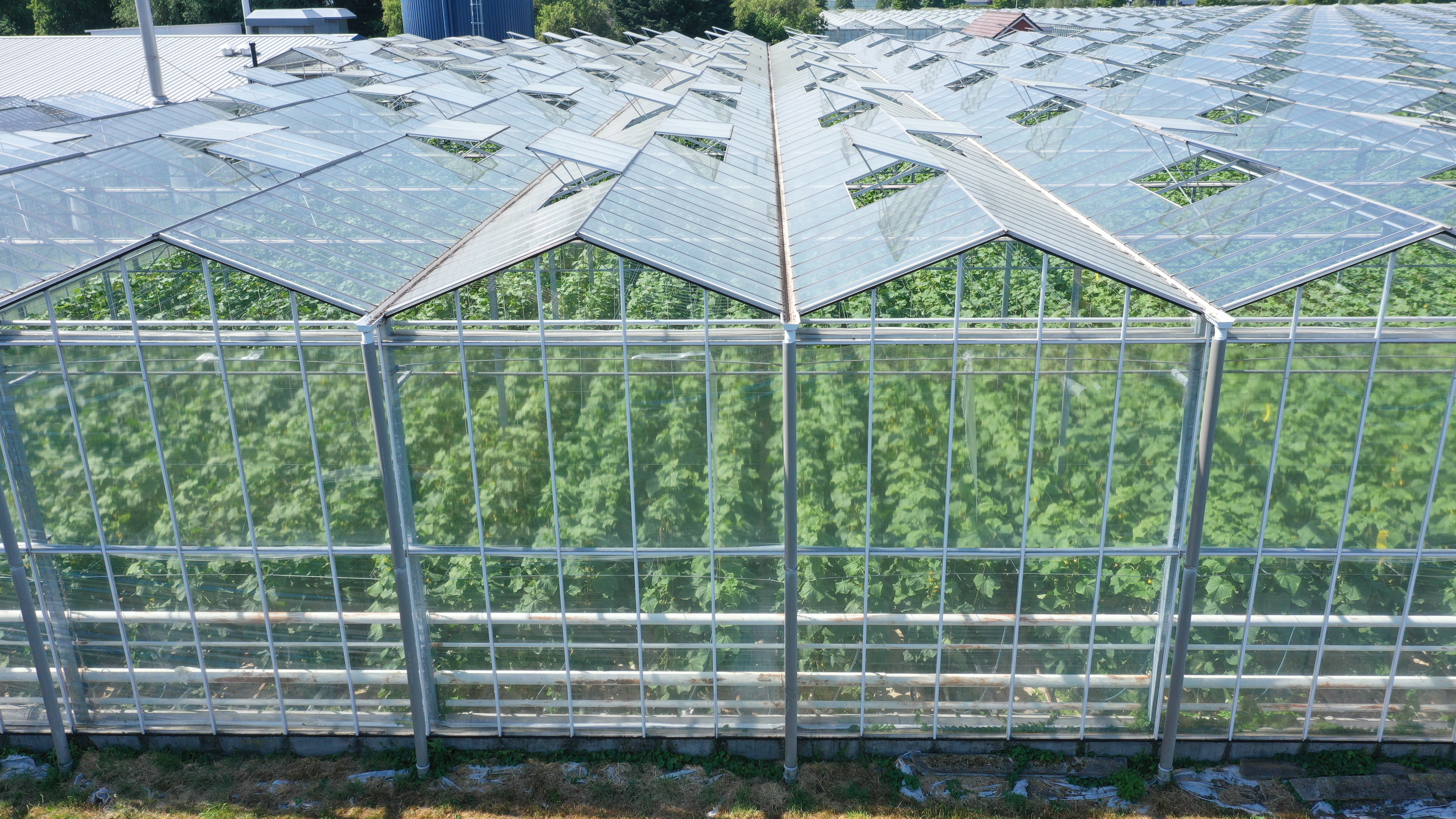 Venlo greenhouse 8,00 m 25.922 m²
