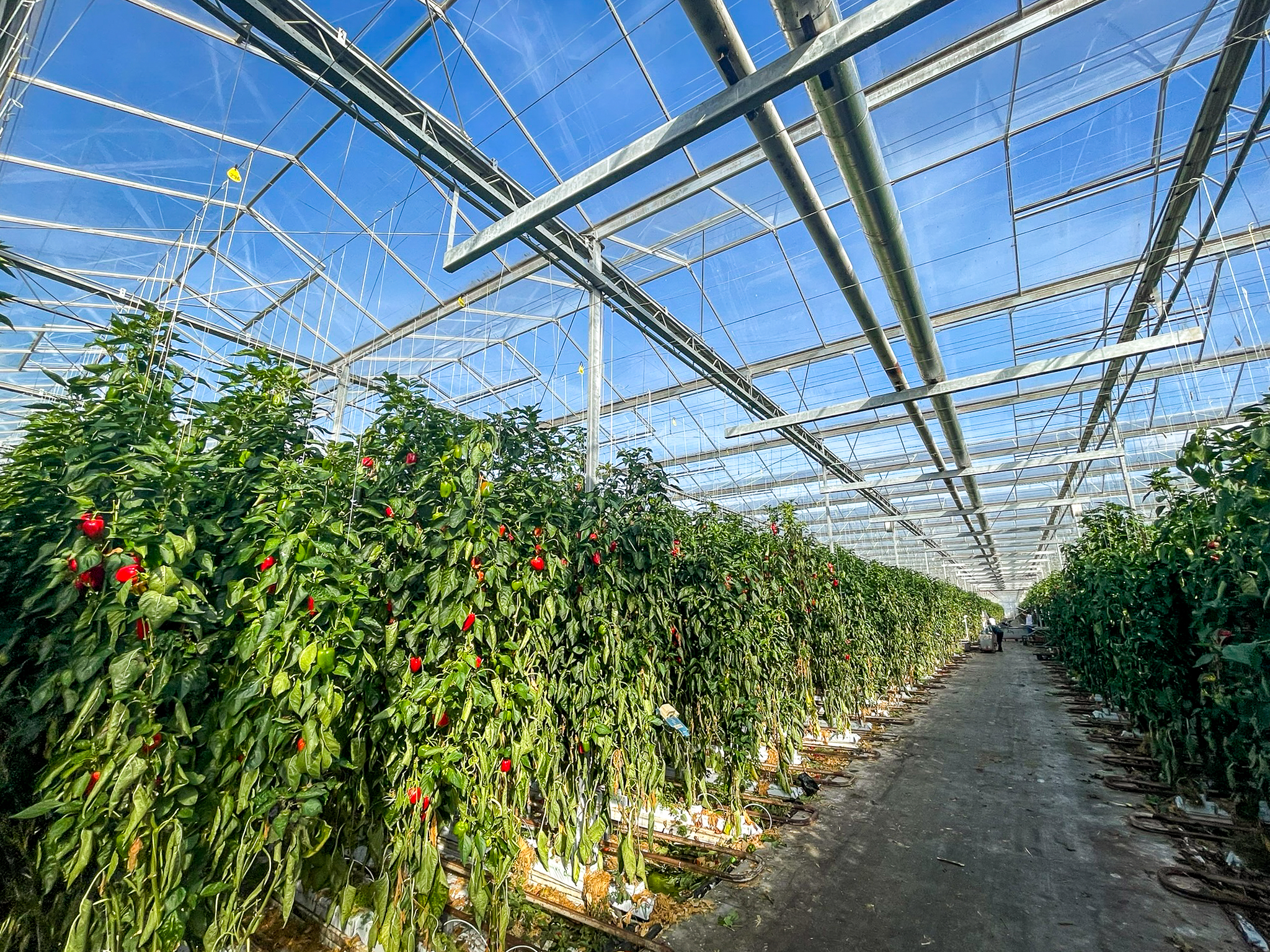 Venlo greenhouse 8,00 m 26.663 m²