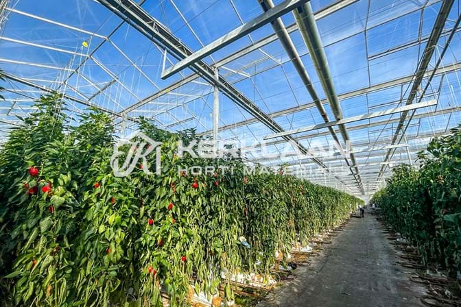 Venlo greenhouse 8,00 m 26.663 m²